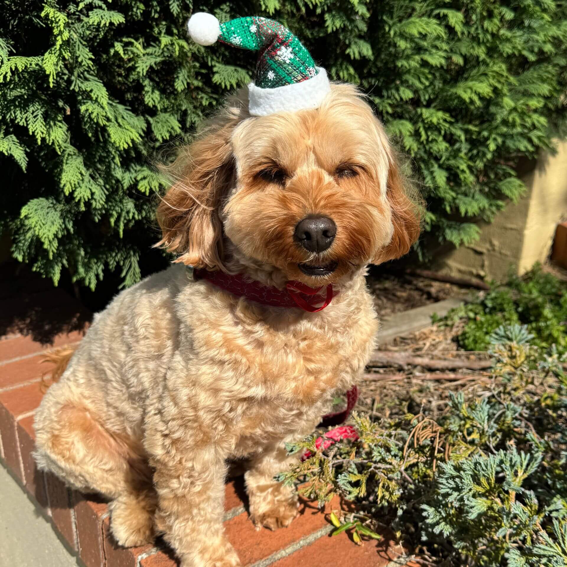 Christmas Santa dog hat red/green plaid 