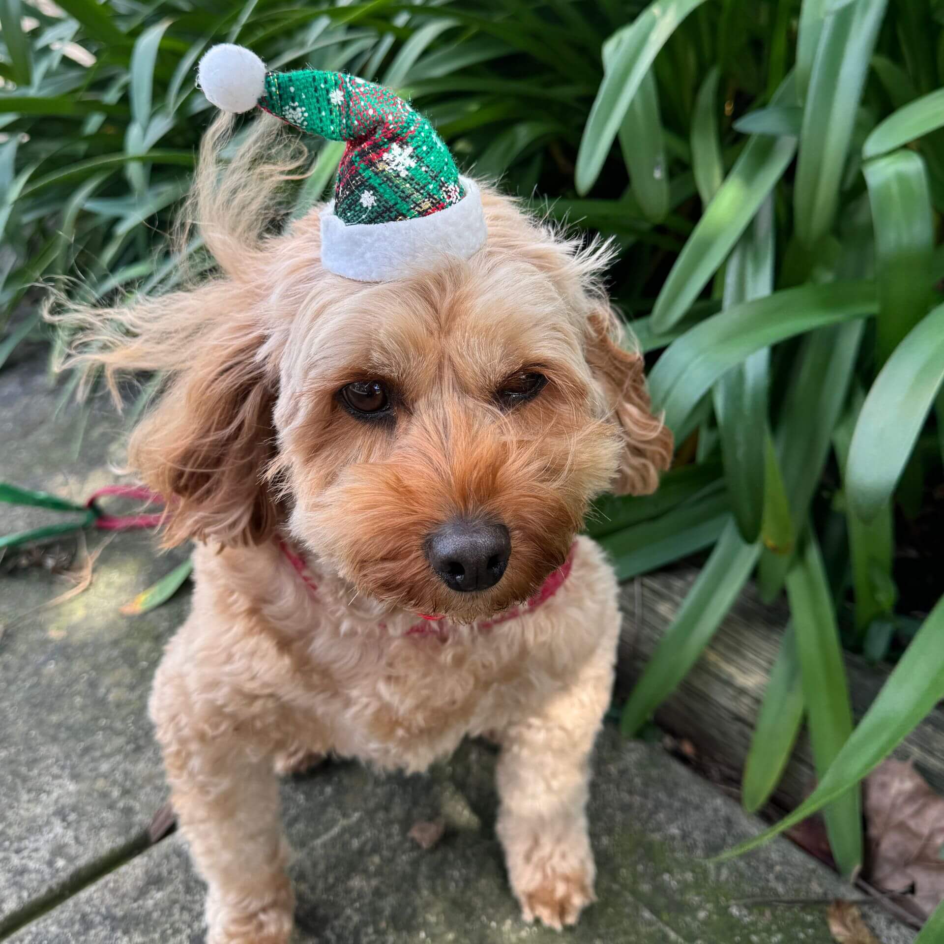 Christmas Santa dog hat red/green plaid 