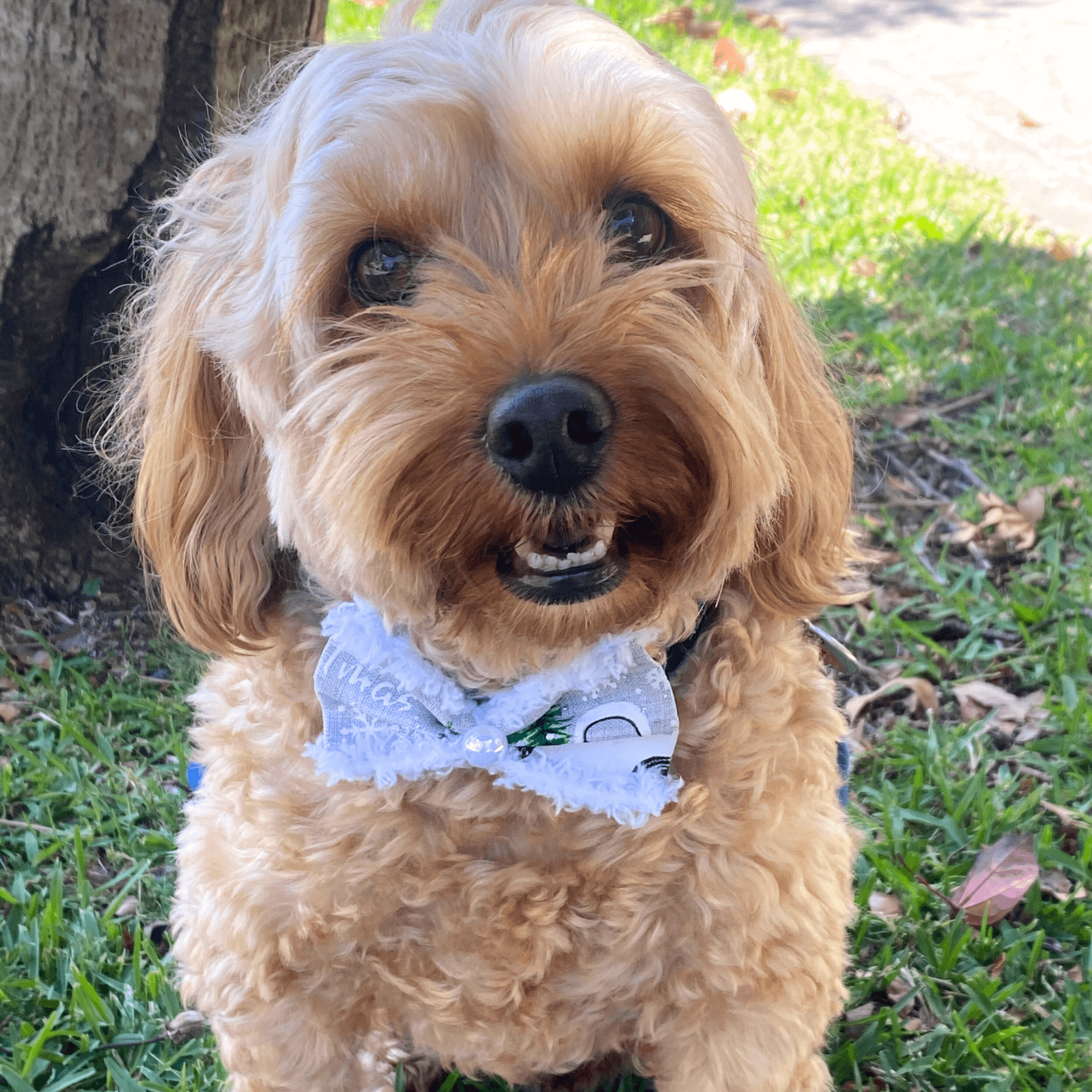 Dog bow accessory christmas themed material let's pawty