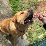 Halloween dog treat blood splatter cookies