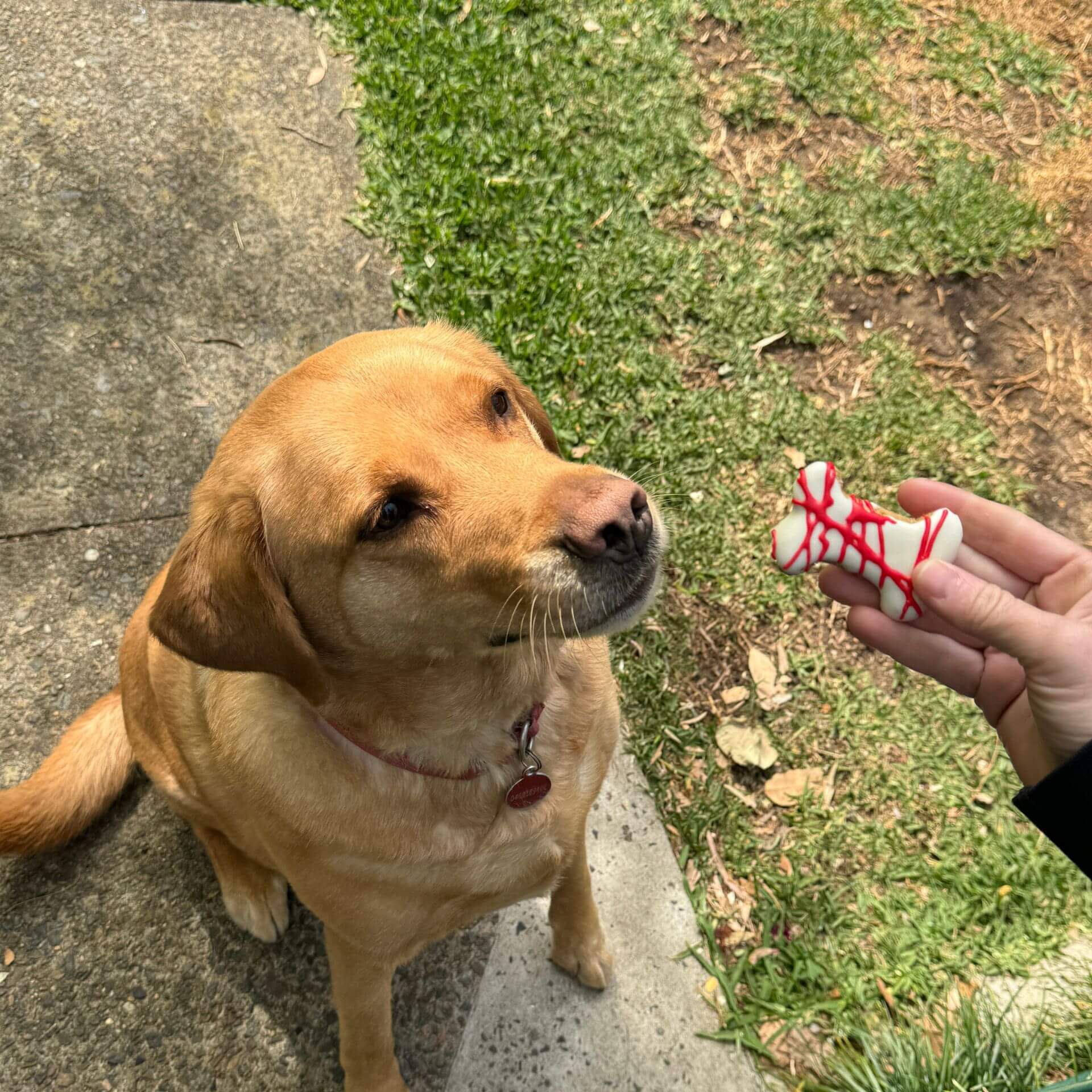 Halloween dog treat blood splatter cookies