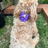 halloween themed dog bow, let's pawty 