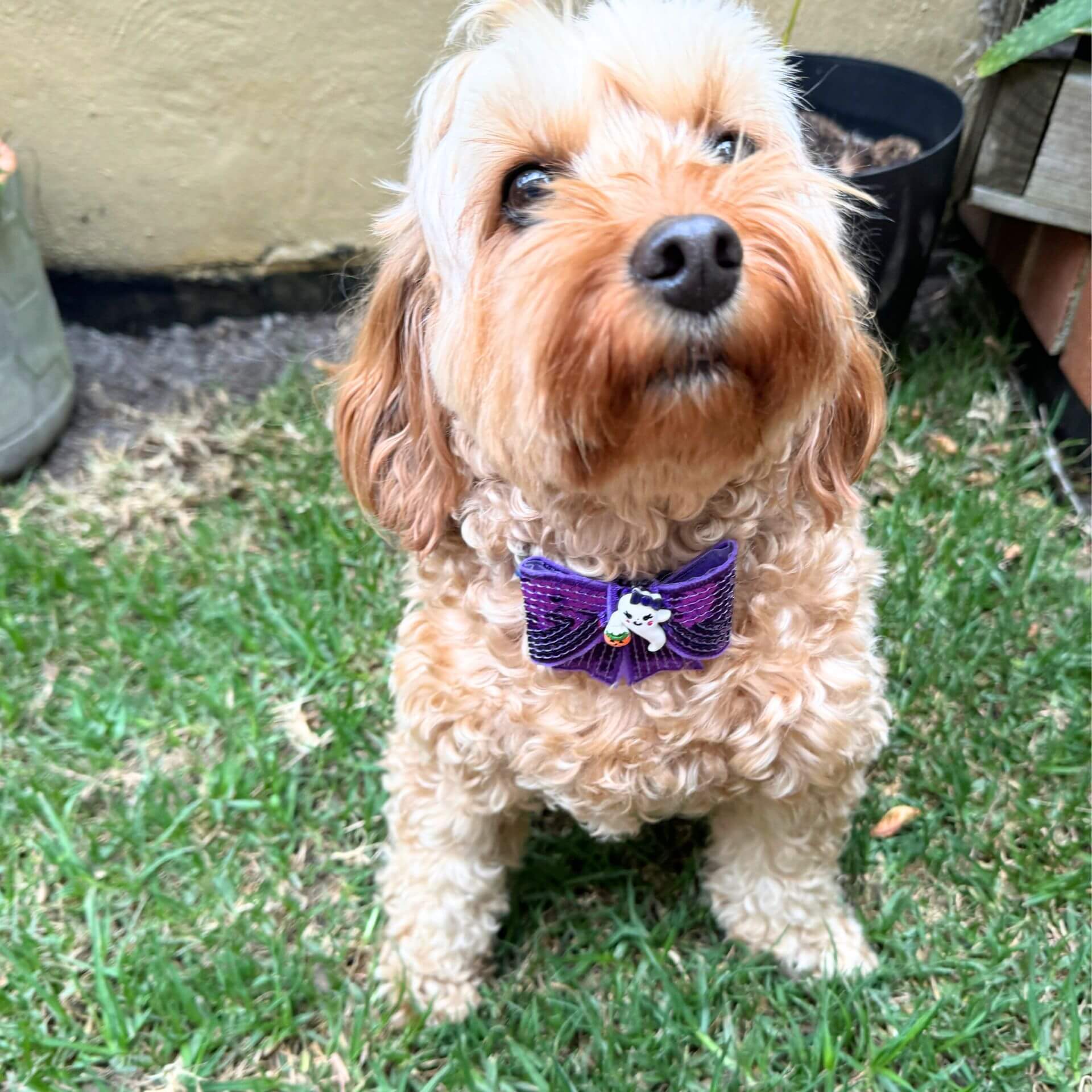 halloween themed dog bow, let's pawty 