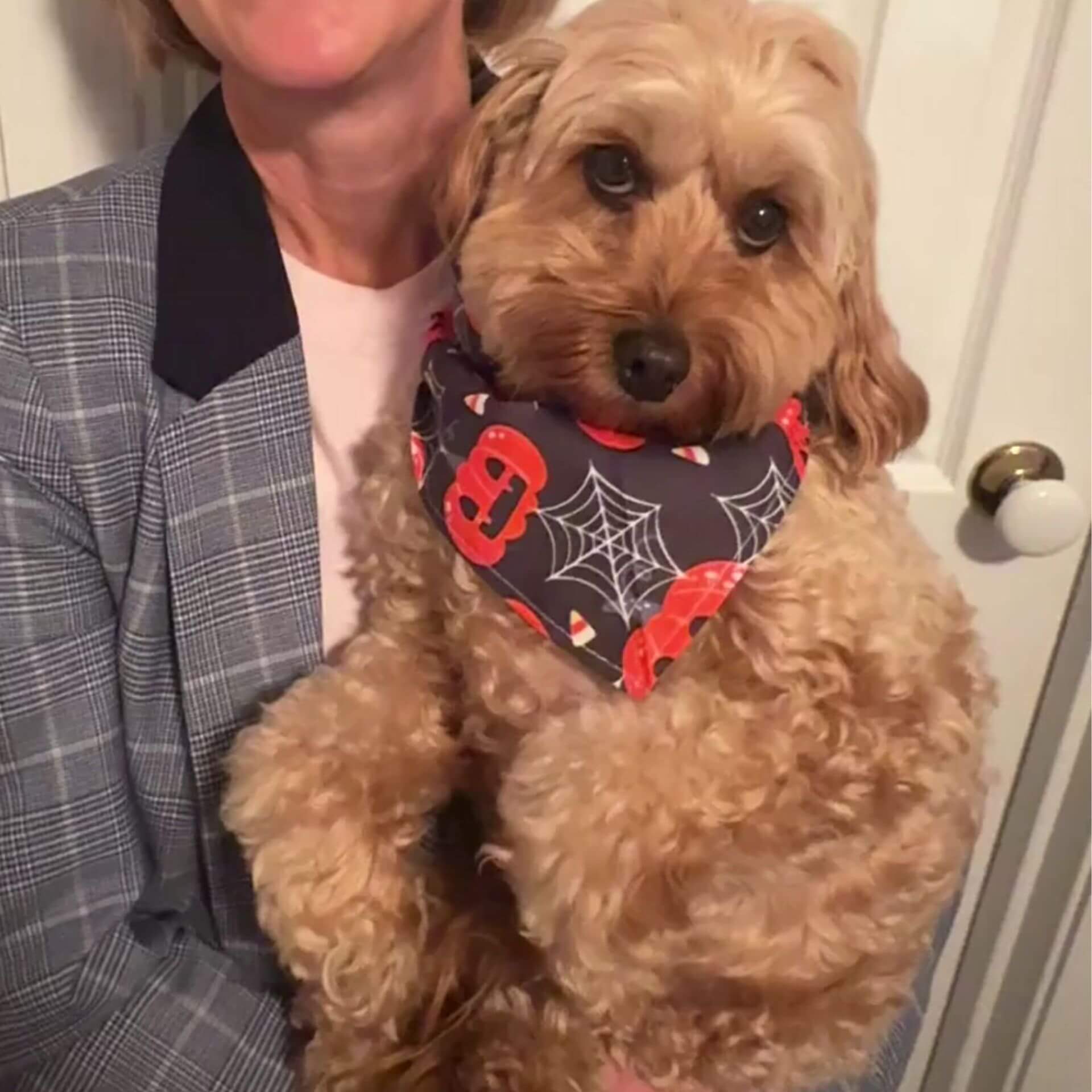 halloween themed dog bandana let's pawty 