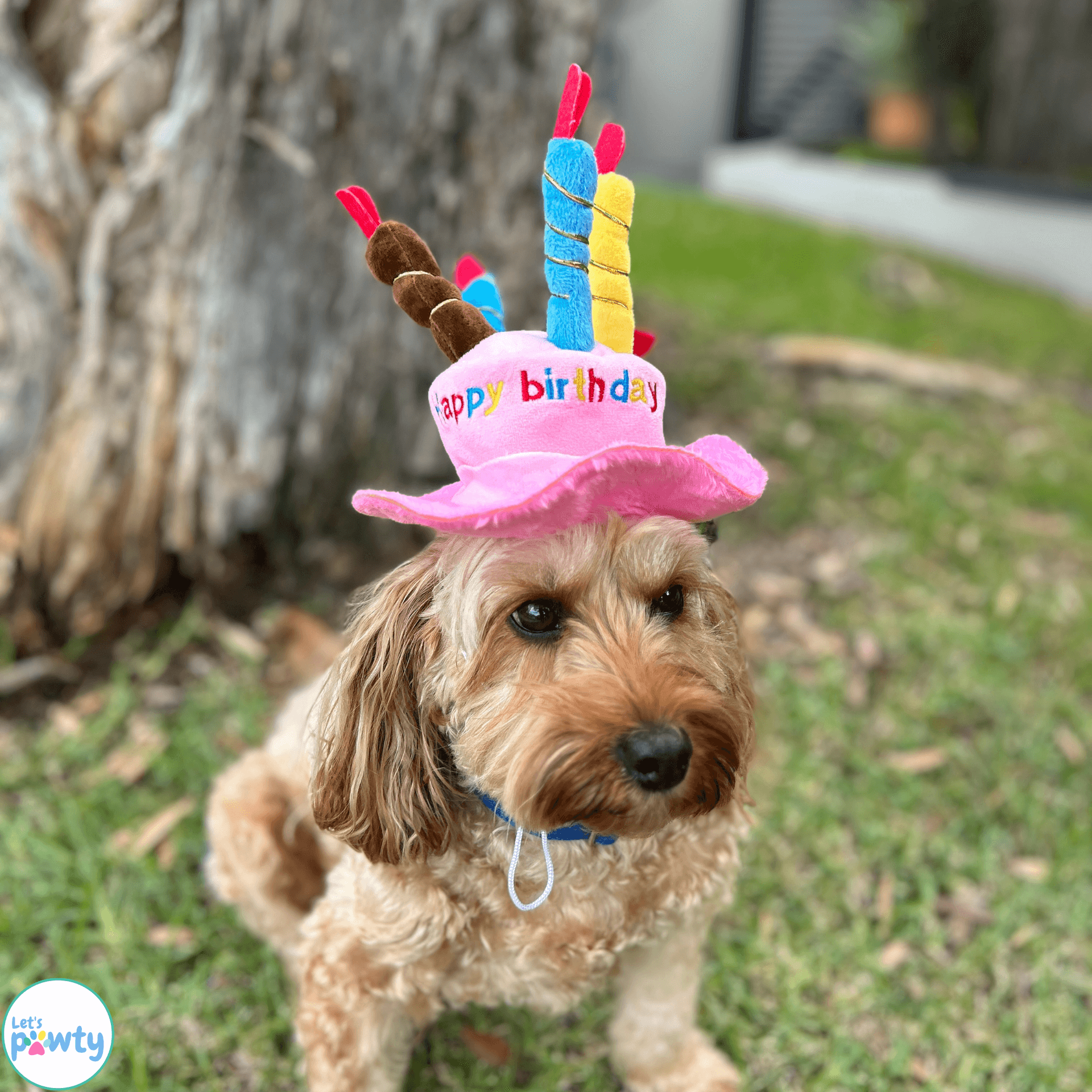 Happy birthday plush hat with candles for dogs or cat in blue or pink