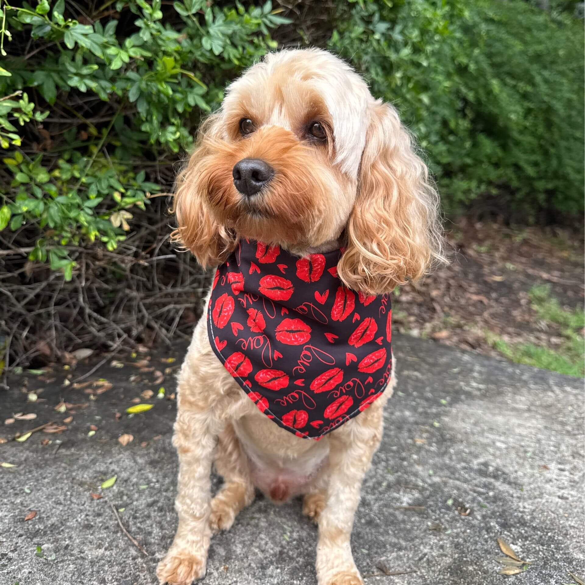 valentine themed lip dog bandana let's pawty 