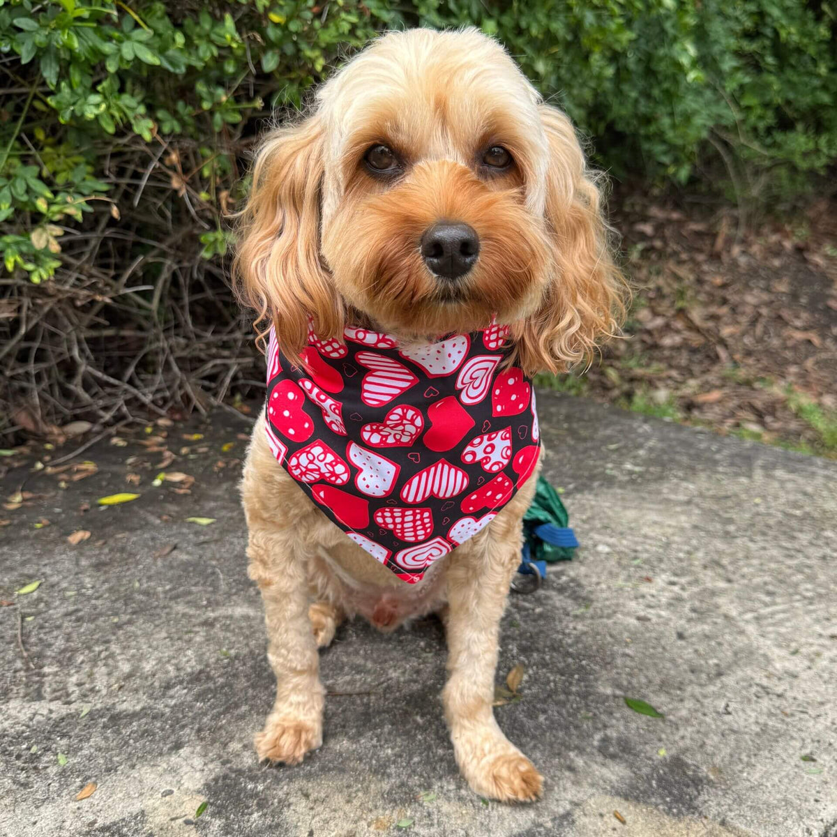 Valentine themed dog accessory bandana, let's pawty