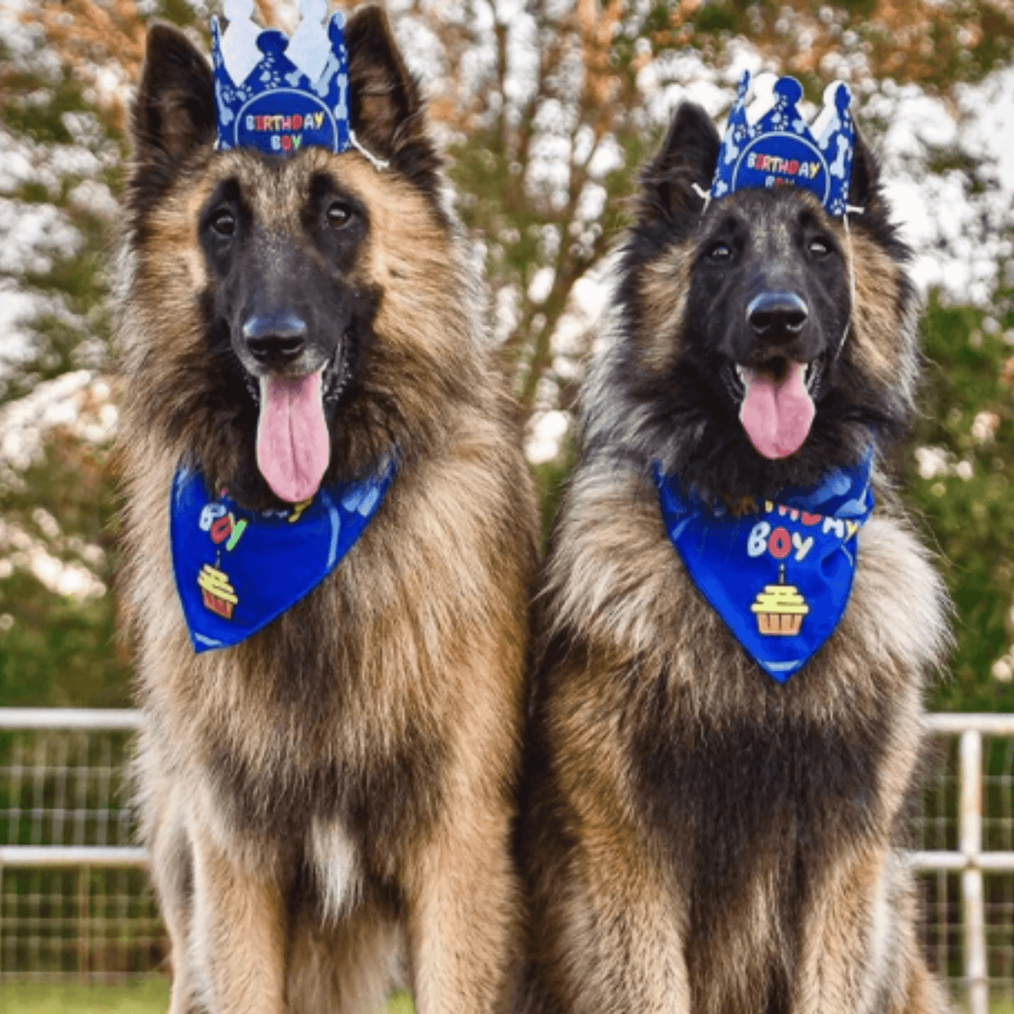 It's My Birthday Mother Puppers -Blue Crown, Bandana &  Banner Dog Party Decoration Set