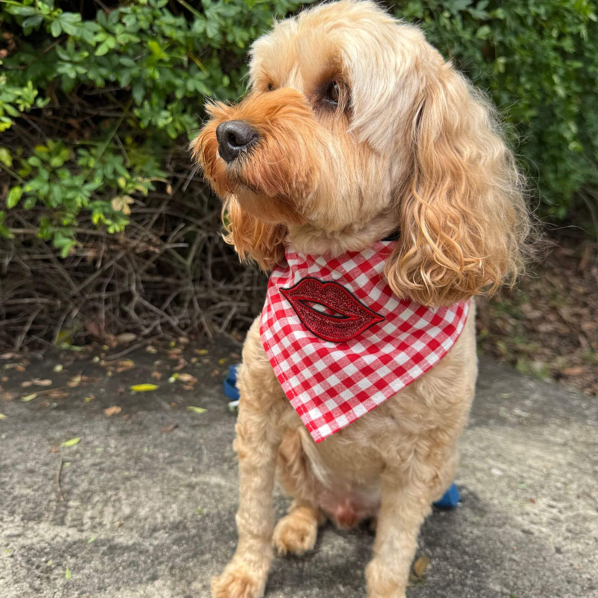 Red gingham hot lips dog bandana let's pawty