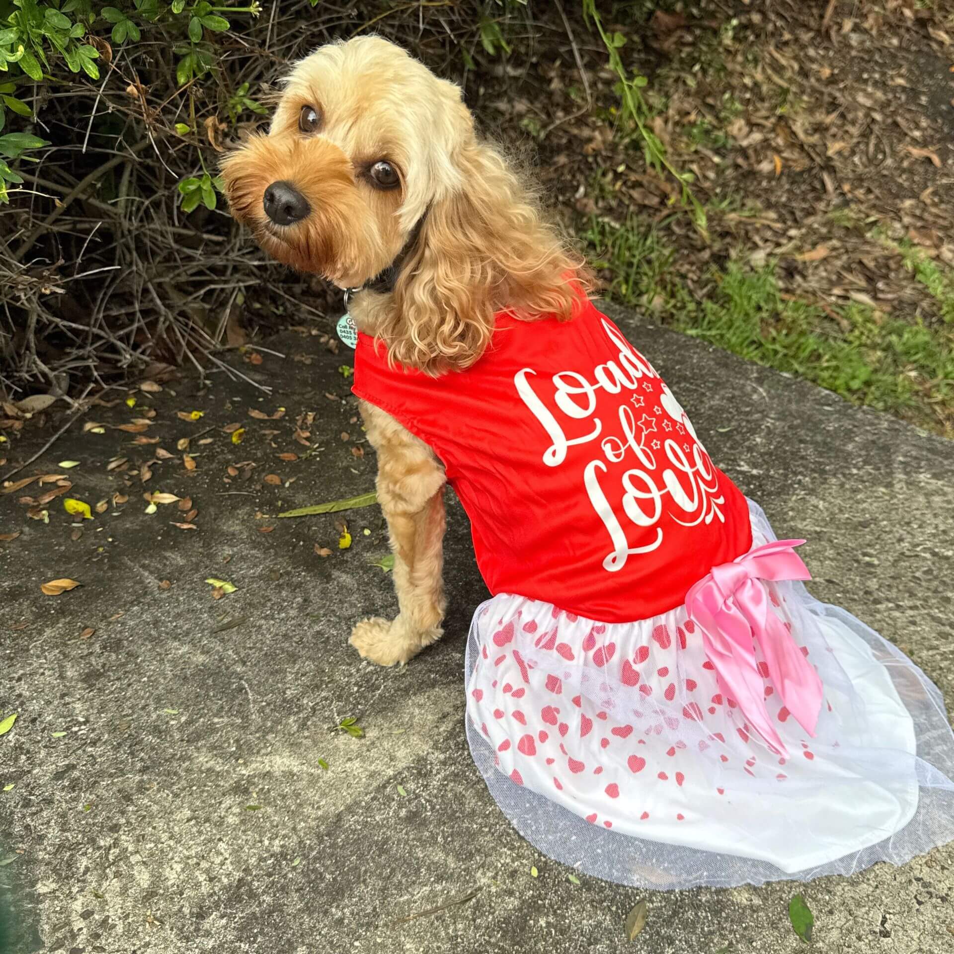 loads of love doggie dress