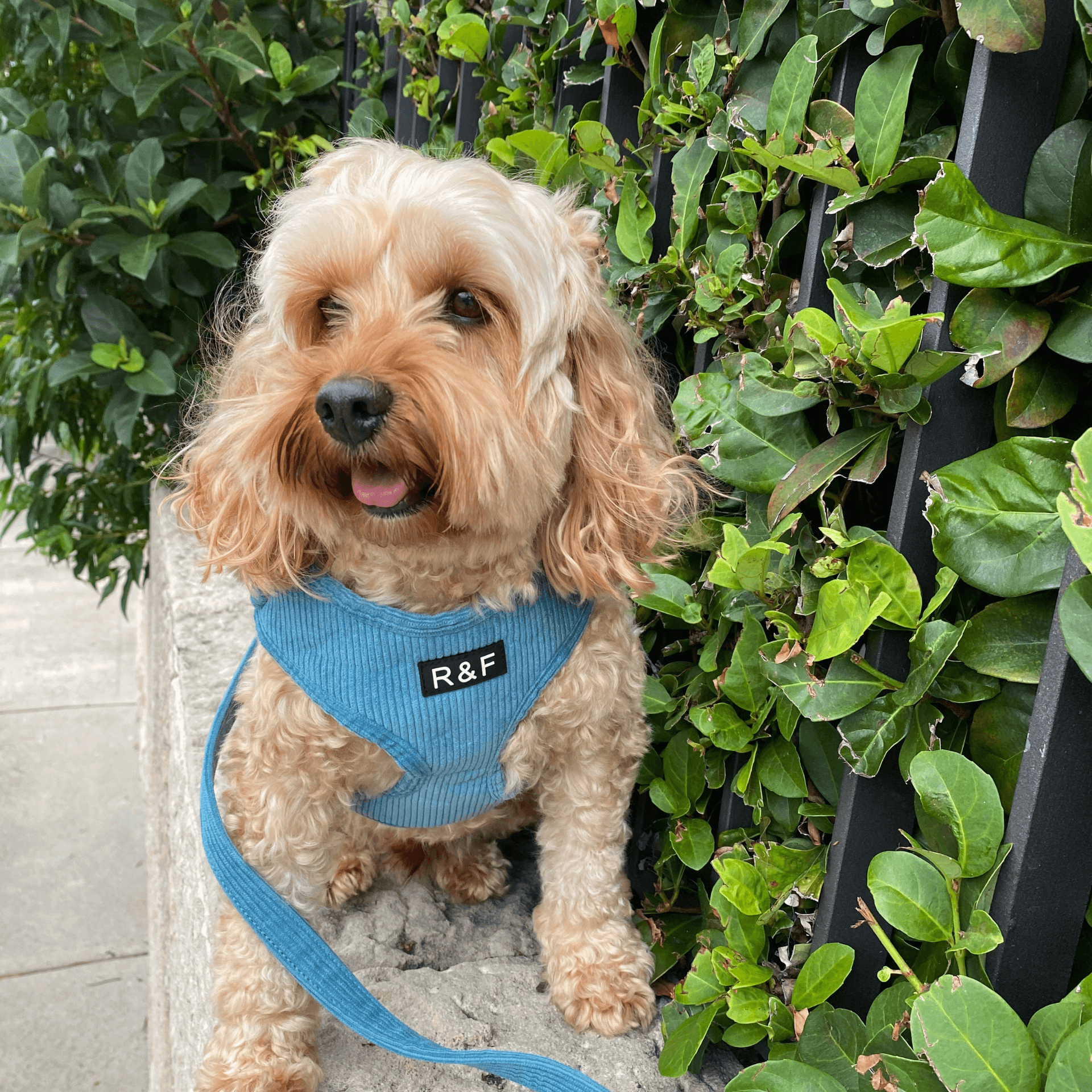 Adjustable Corduroy Dog Harness Leash Poop Bag Holder Set Ocean Blue Let s Pawty Let s Pawty