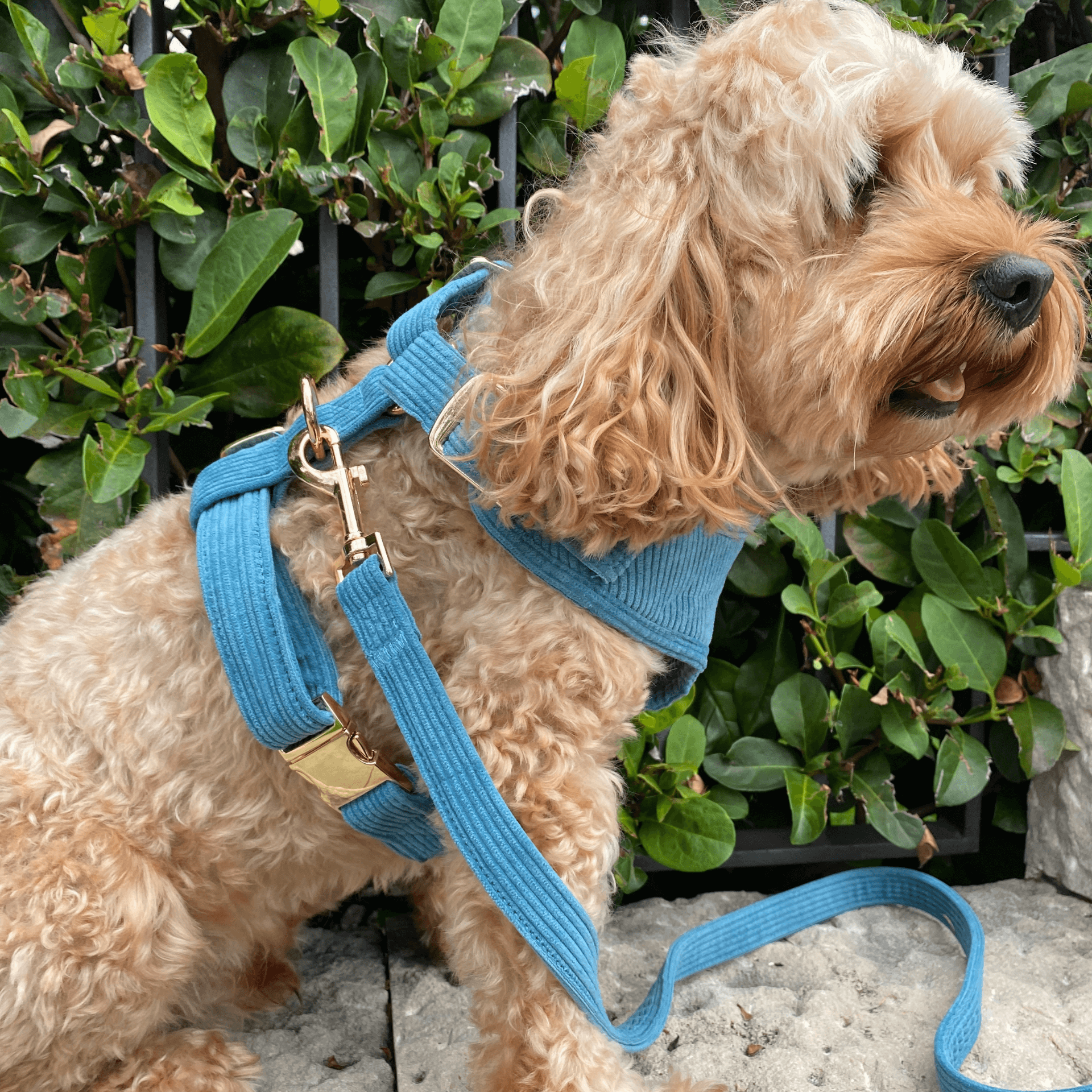 ocean blue, dog harness, poop bag holder, let's pawty