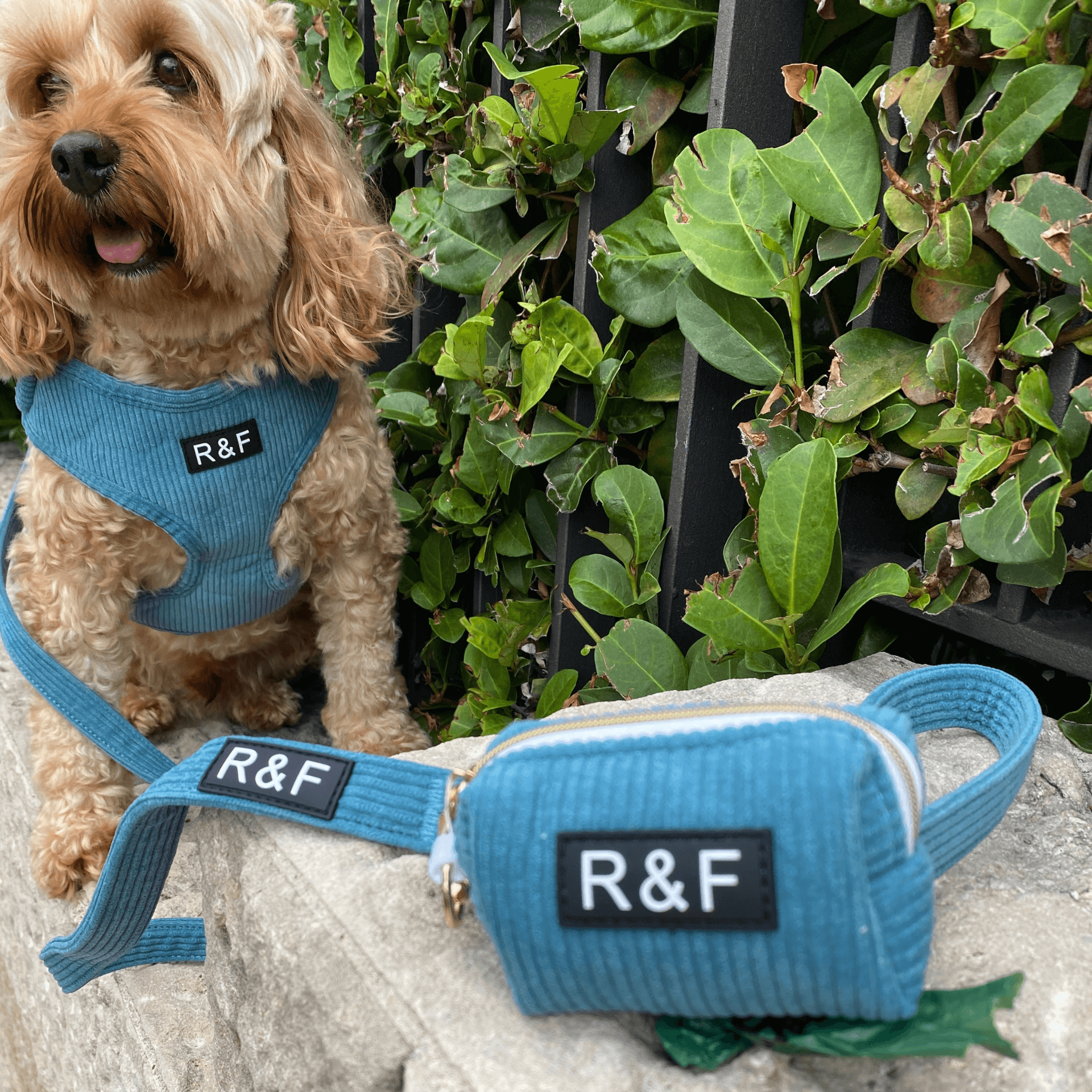 ocean blue, dog harness, poop bag holder, let's pawty