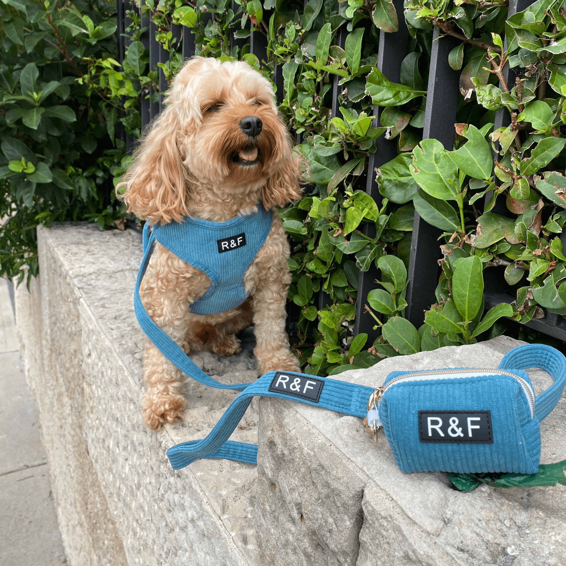 ocean blue, dog harness, poop bag holder, let's pawty