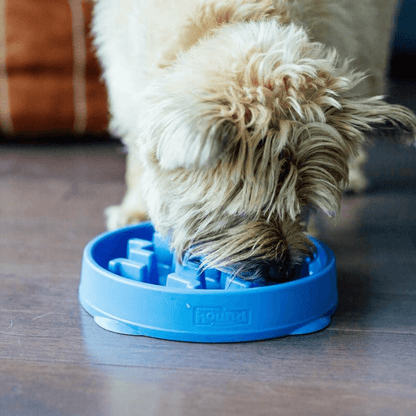 slow bowl feeder enrichment dog product