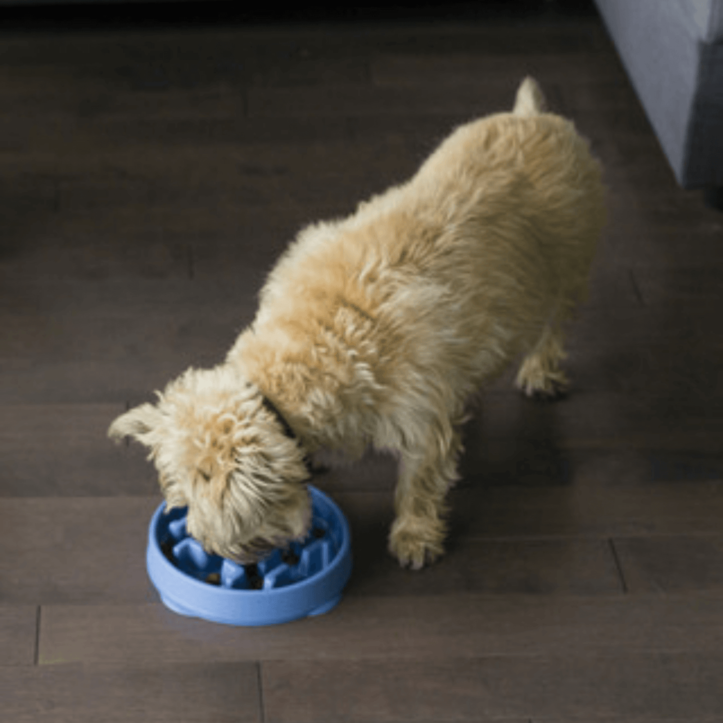 slow bowl feeder enrichment dog product