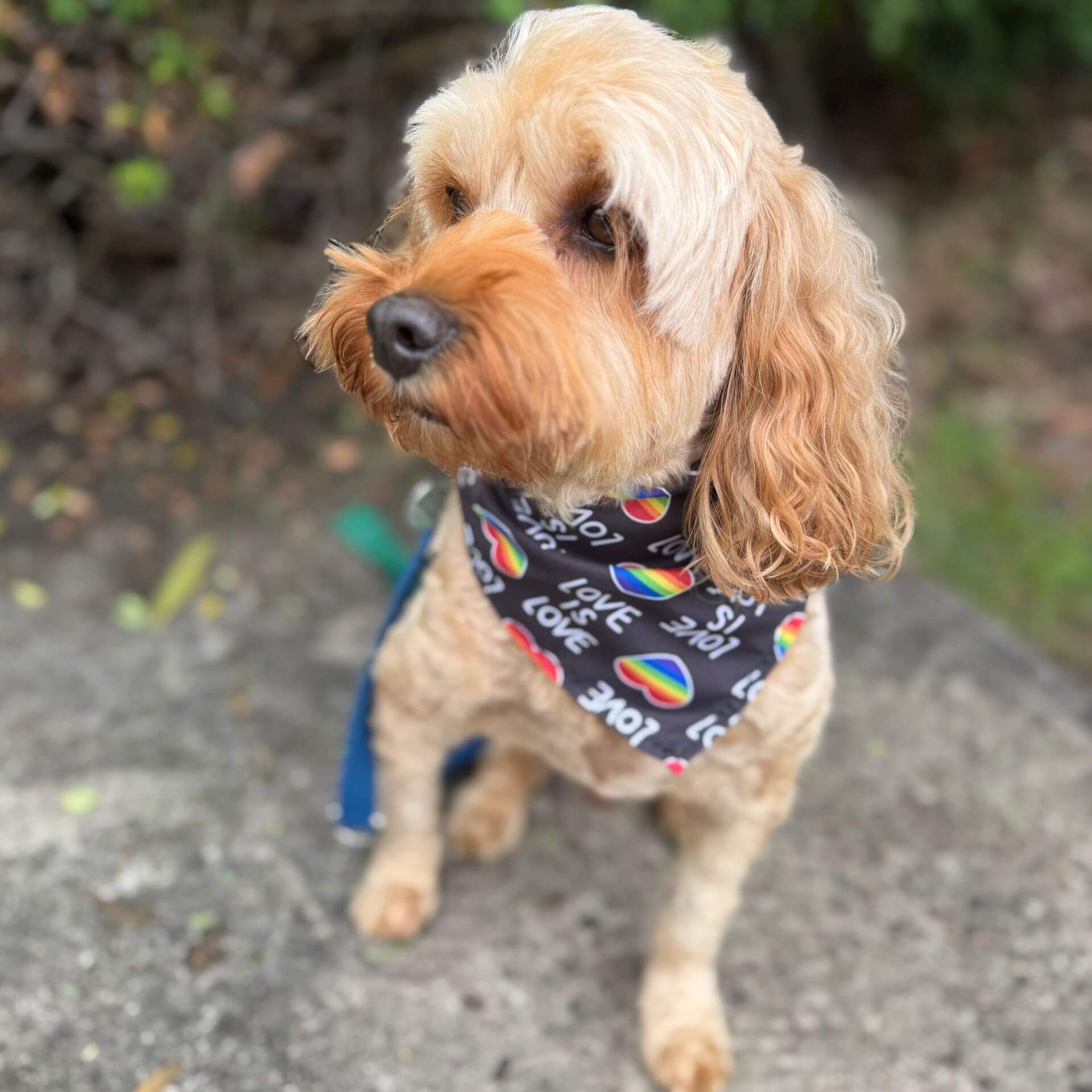 Black love is love dog bandana, tie up Mardi Gras, or Pride