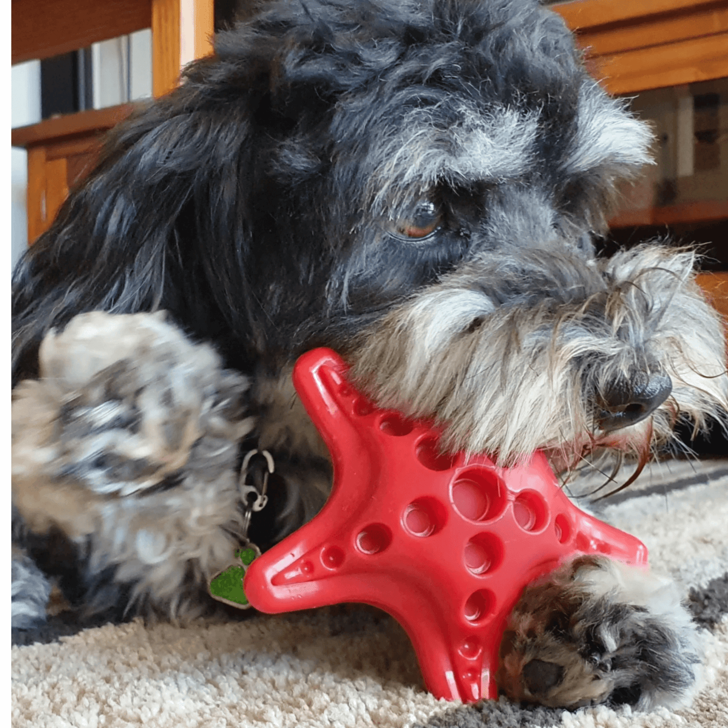 Durable starfish power chewer dog toy