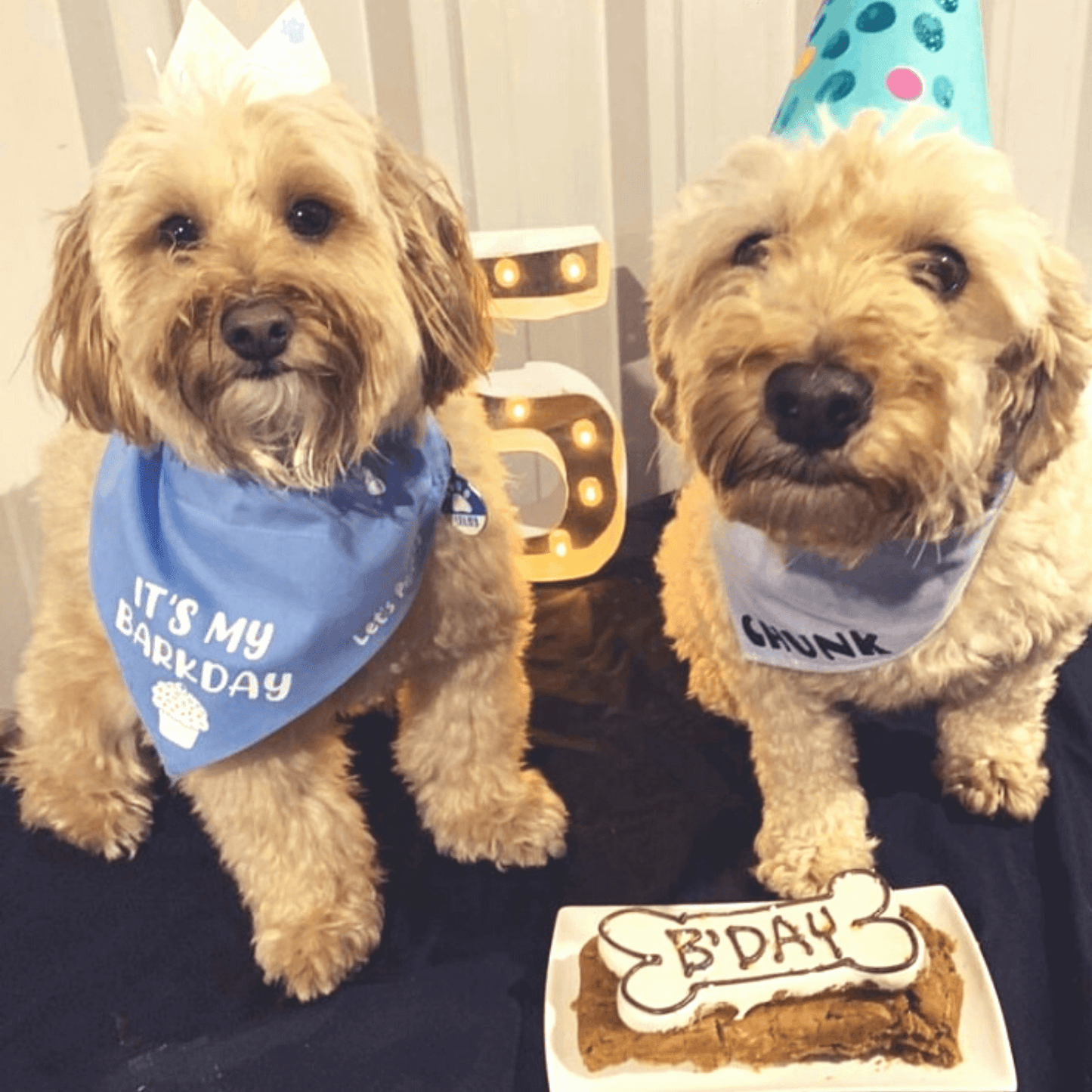 It's My barkday reversible dog bandana, glitter hat dog crown, handmade let's pawty