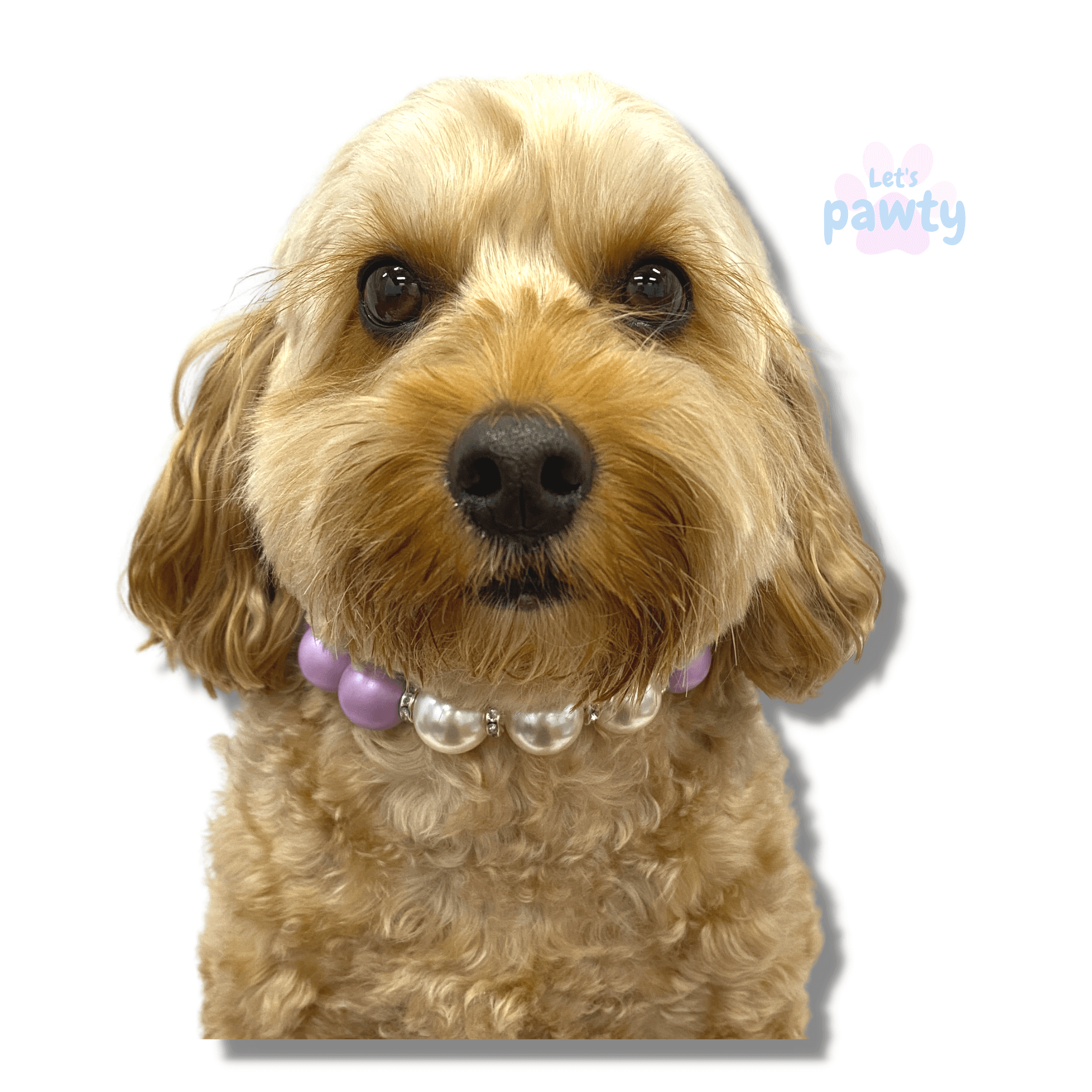 Beaded dog jewellery necklace, let's pawty