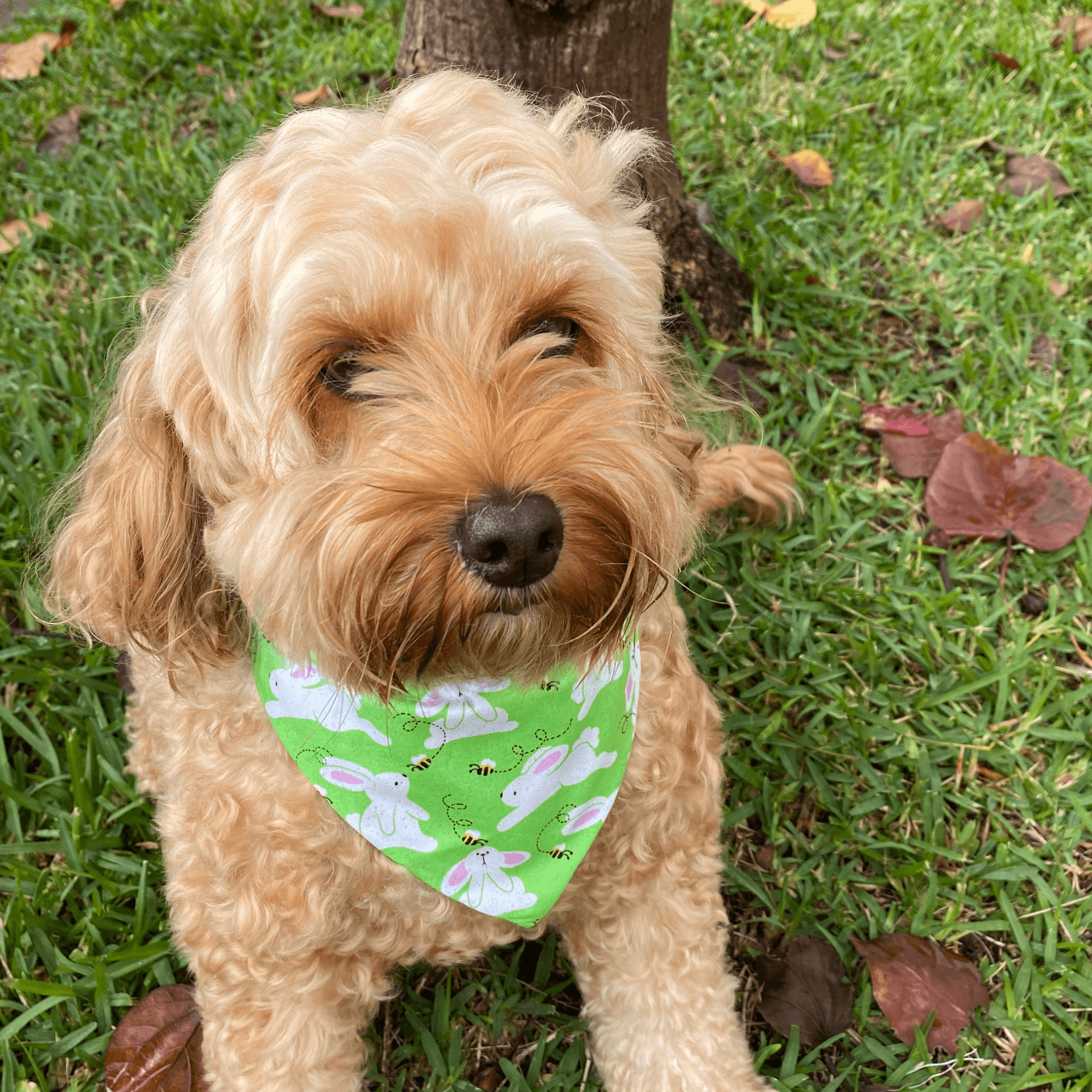 Reversible dog bandana, Easter themed, furbaby accessory, let's Pawty