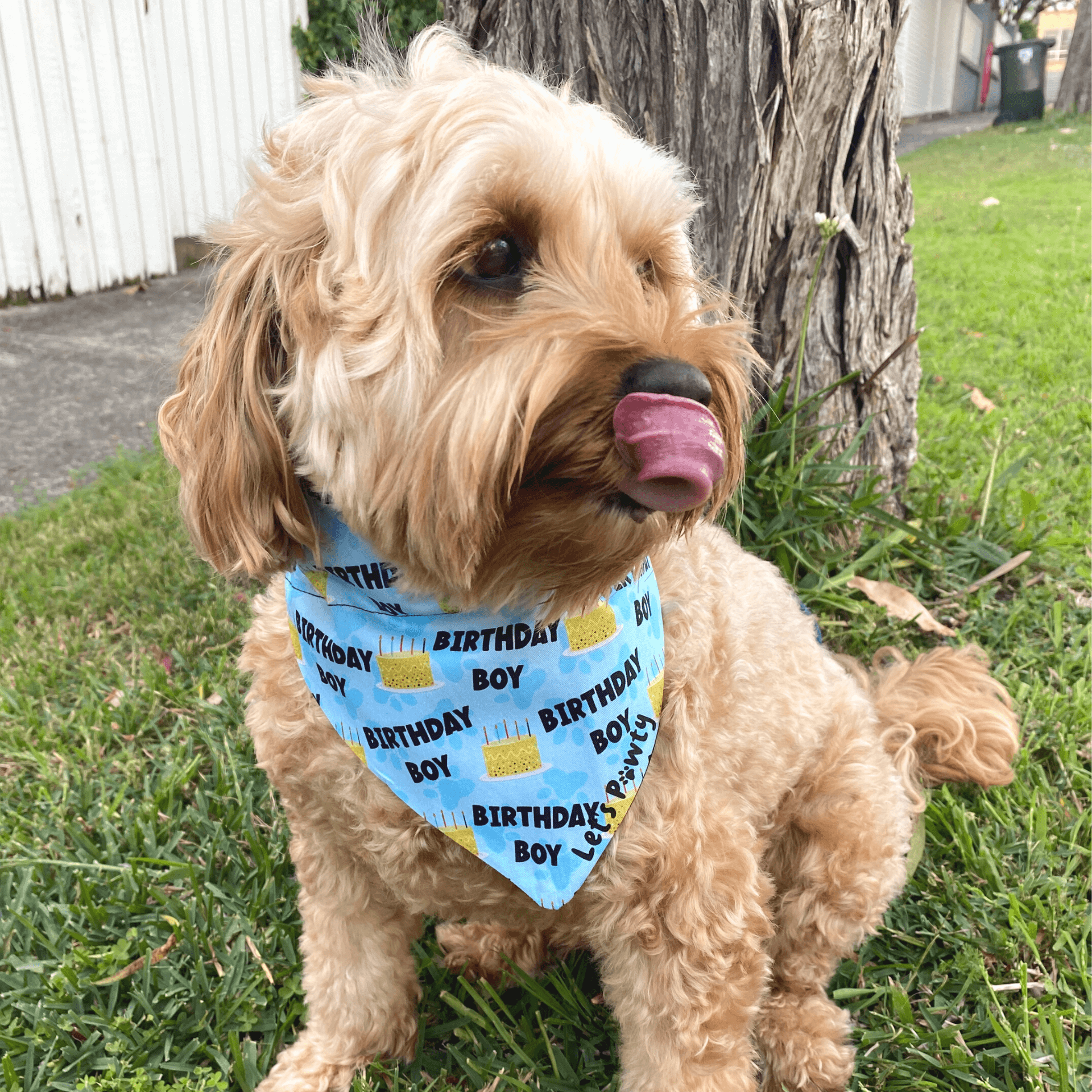 Reversible dog bandana, let's pawty, over the collar bandana