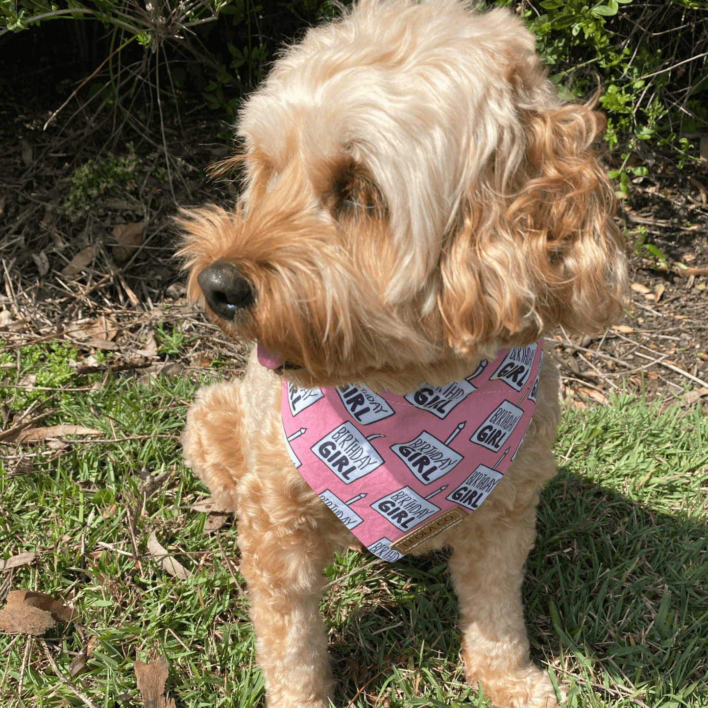 Birthday girl reversible dog bandana, let's pawty