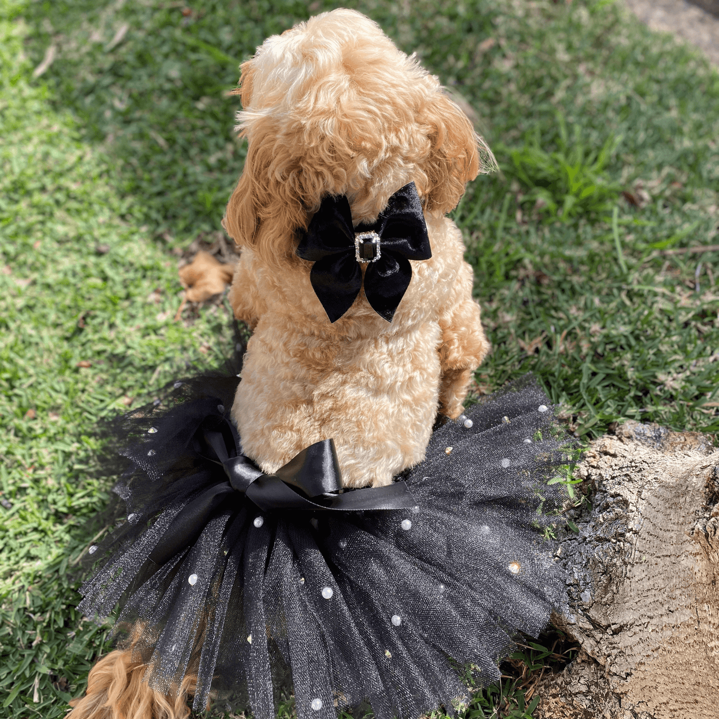 sailor bow crushed black velvet dog fashion