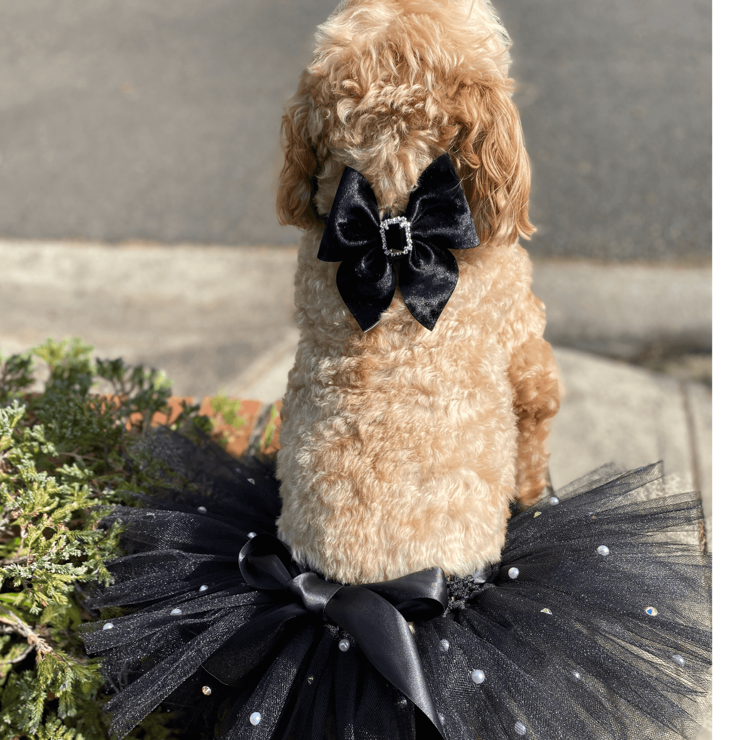 sailor bow crushed black velvet dog fashion