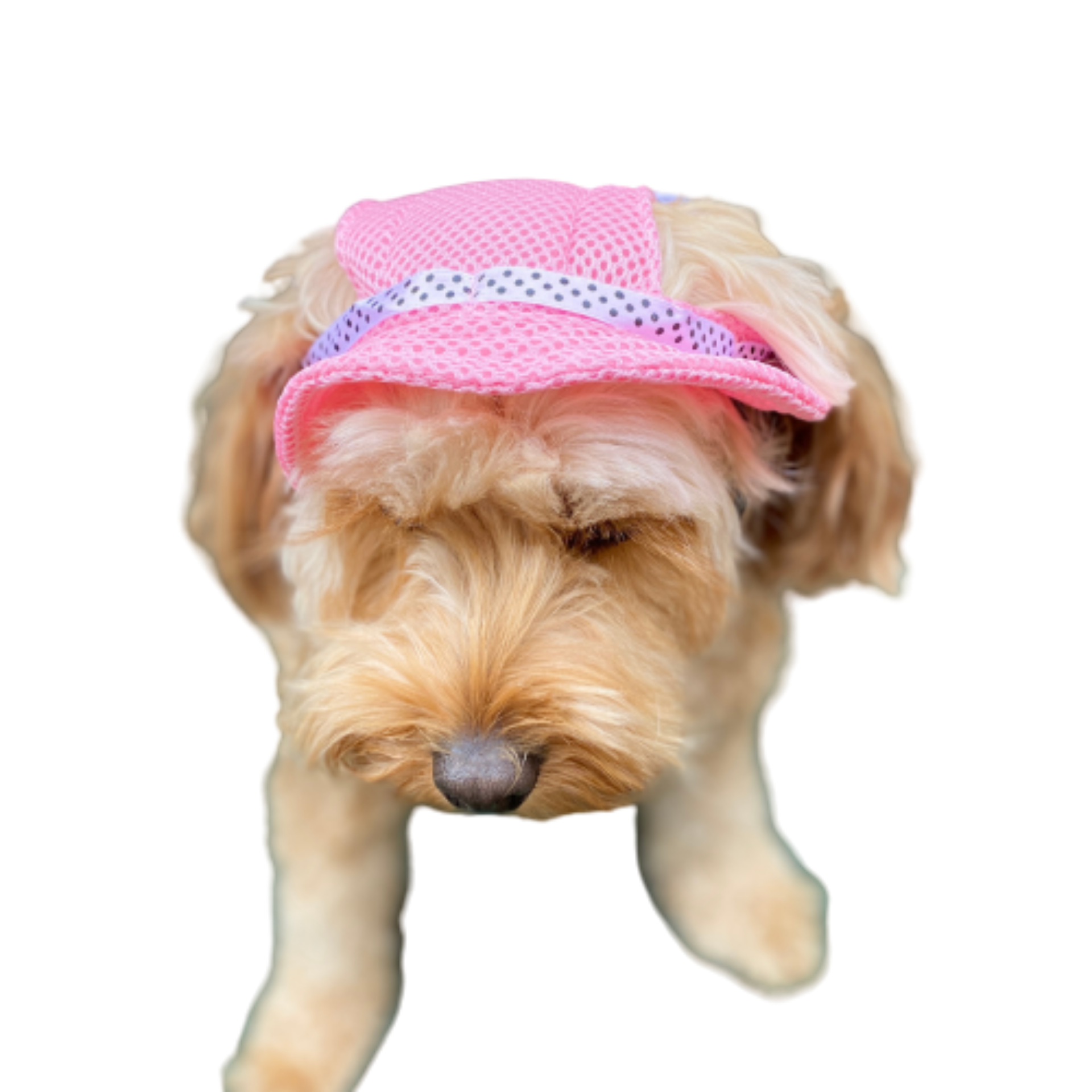 Protective sun hat for dogs to help shade the eyes let's pawty 