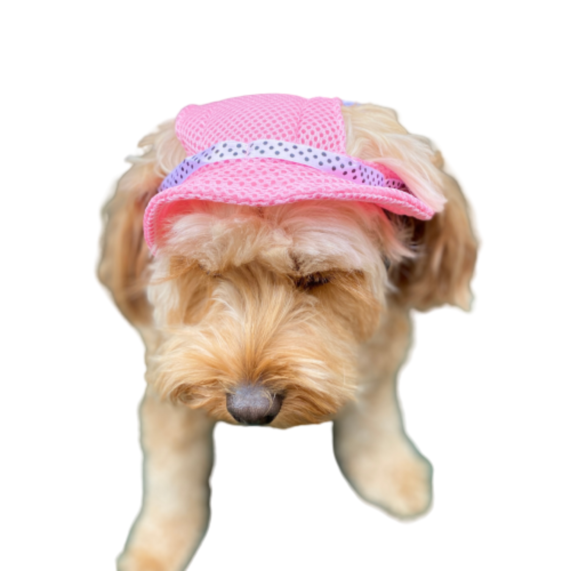 Puppy sun hats hot sale