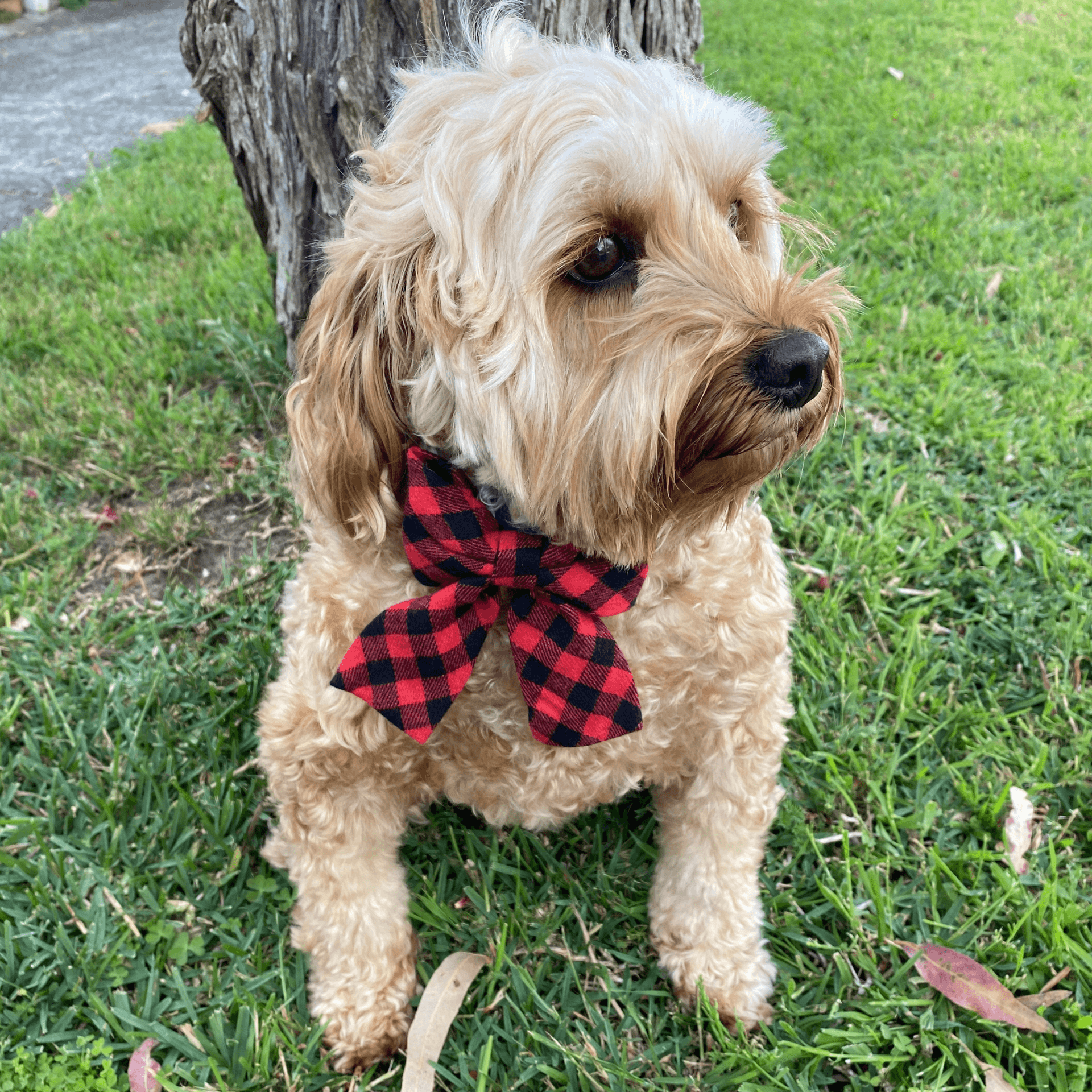 Buffalo plaid, let's pawty dog collar bow