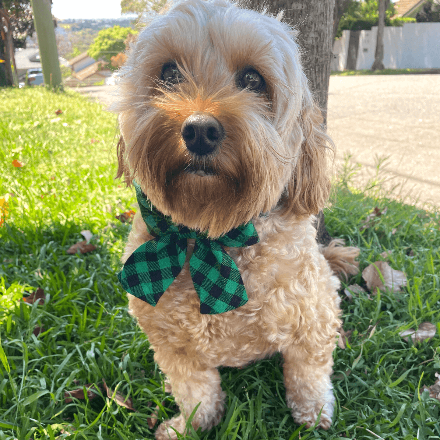 Christmas buffalo plaid let's pawty dog accessory