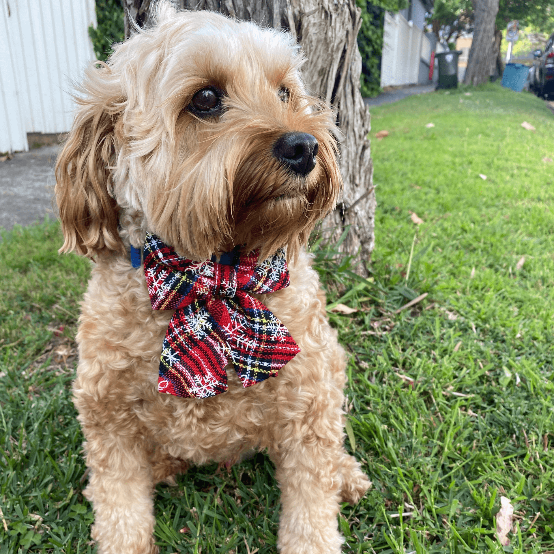 Christmas themed dog collar bow, let's pawty