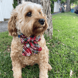 Christmas themed dog collar bow, let's pawty