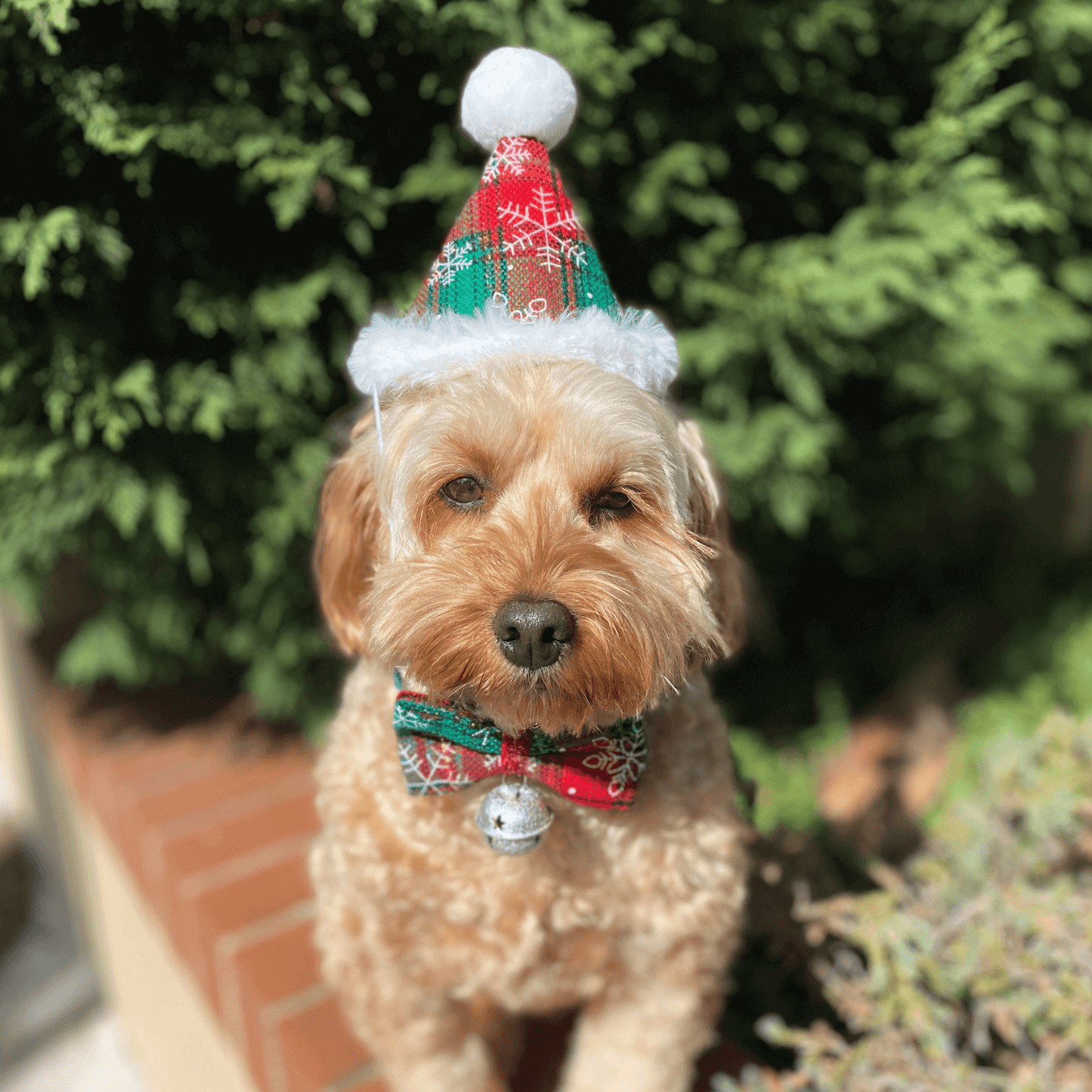 Christmas hat and bowtie set for dogs, dog clothing, let's pawty 