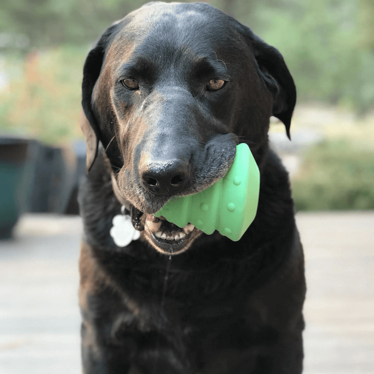 Christmas enrichment dog toy, durable, rubber, let's pawty 