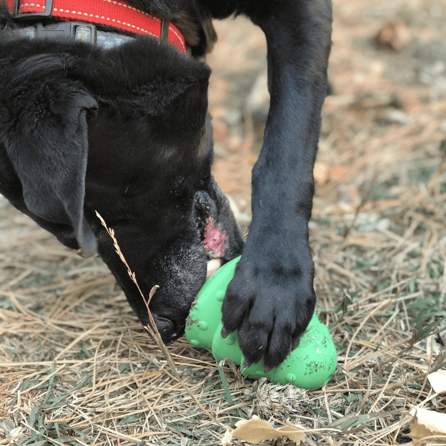 Christmas enrichment dog toy, durable, rubber, let's pawty 