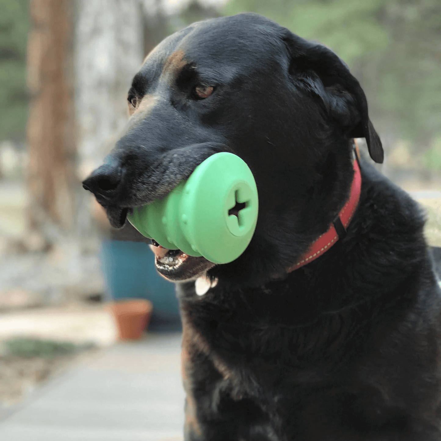 Christmas enrichment dog toy, durable, rubber, let's pawty 