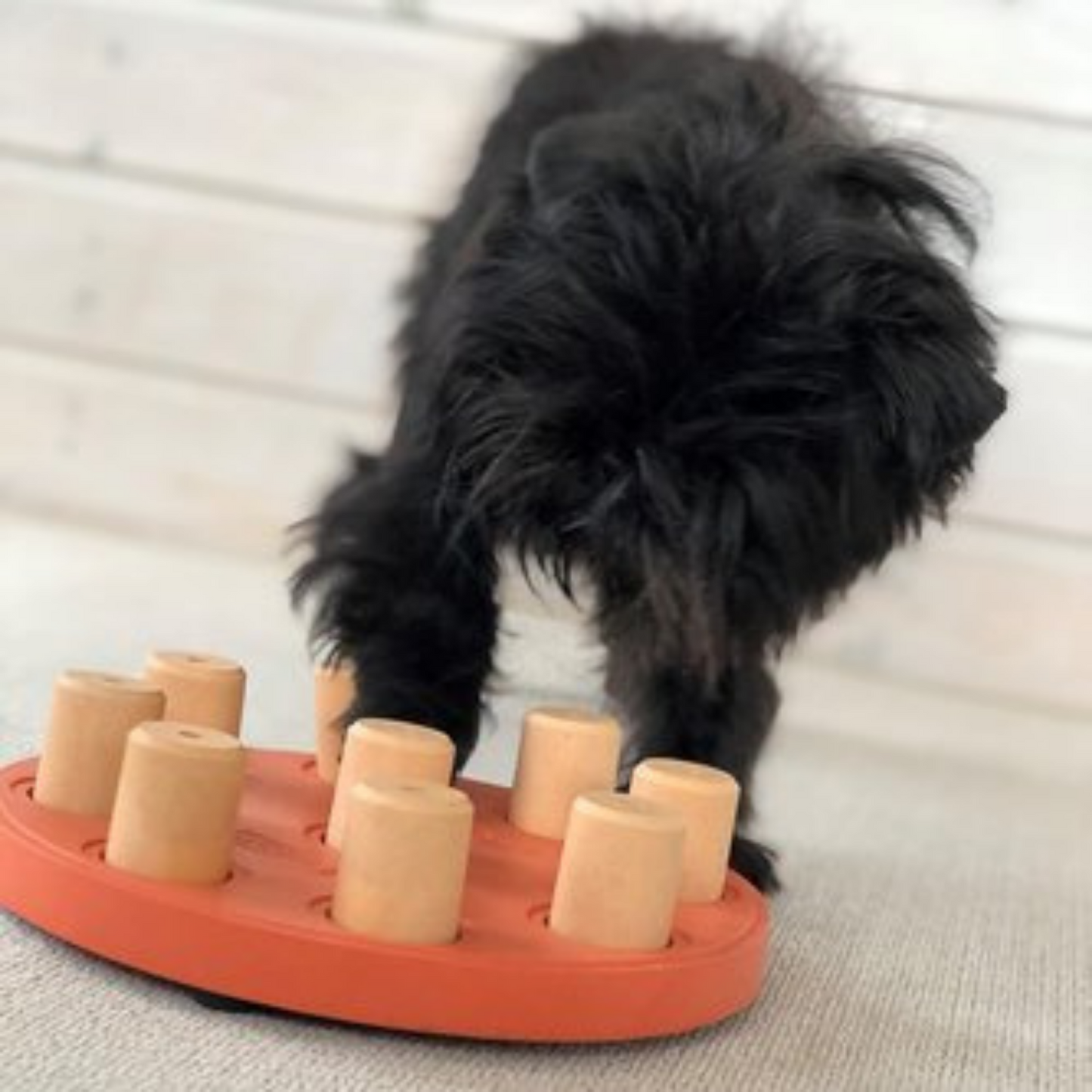 interactive dog toy for your fur babies Let's Pawty Sydney