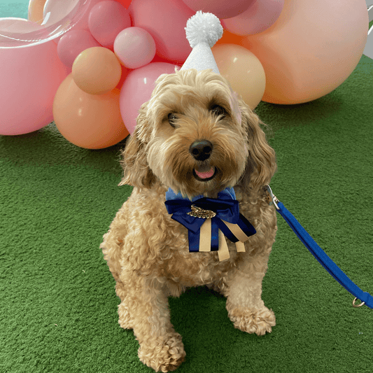 dog jewellery and party accessories for your fur baby Let's Pawty Sydney