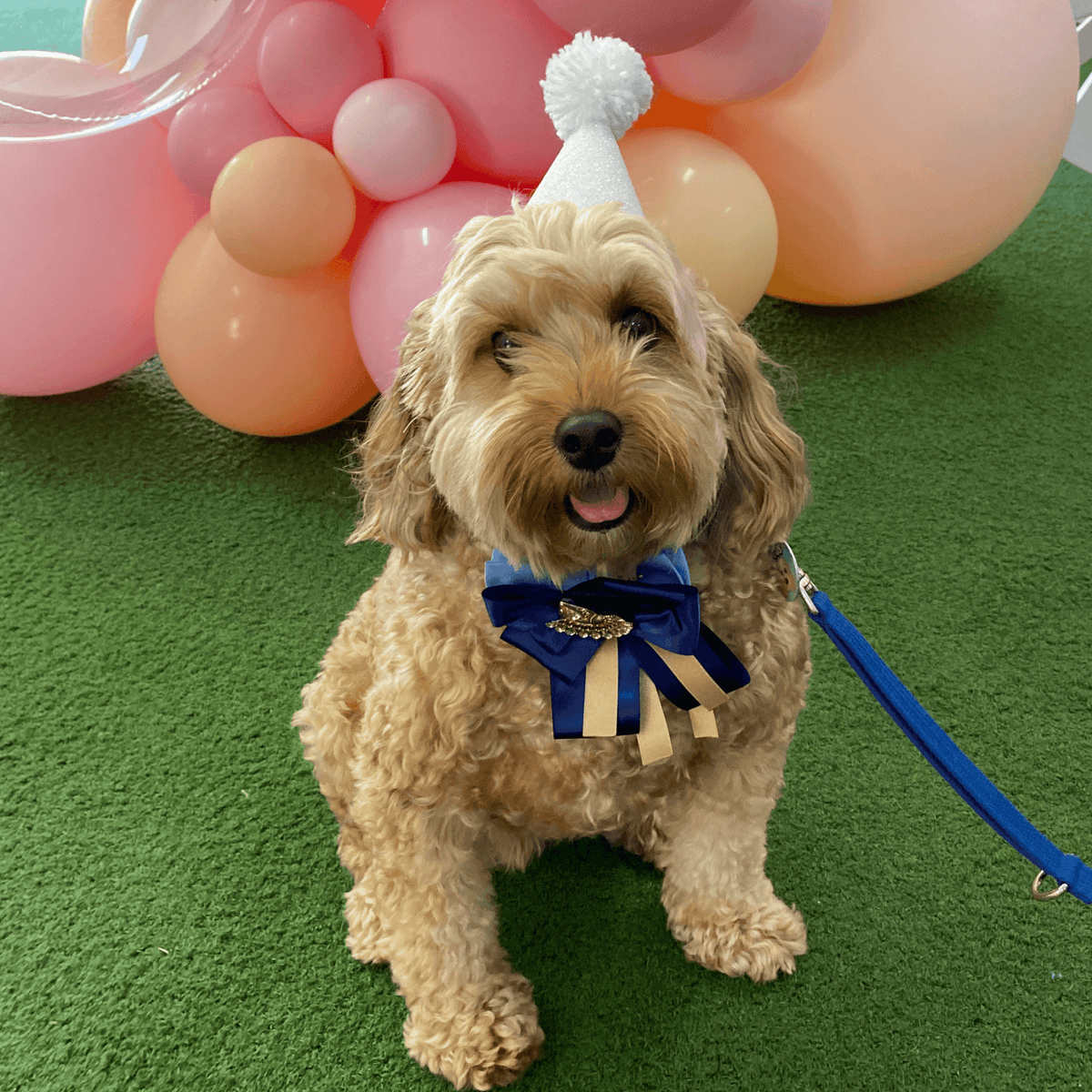 dog jewellery and party accessories for your fur baby Let's Pawty Sydney