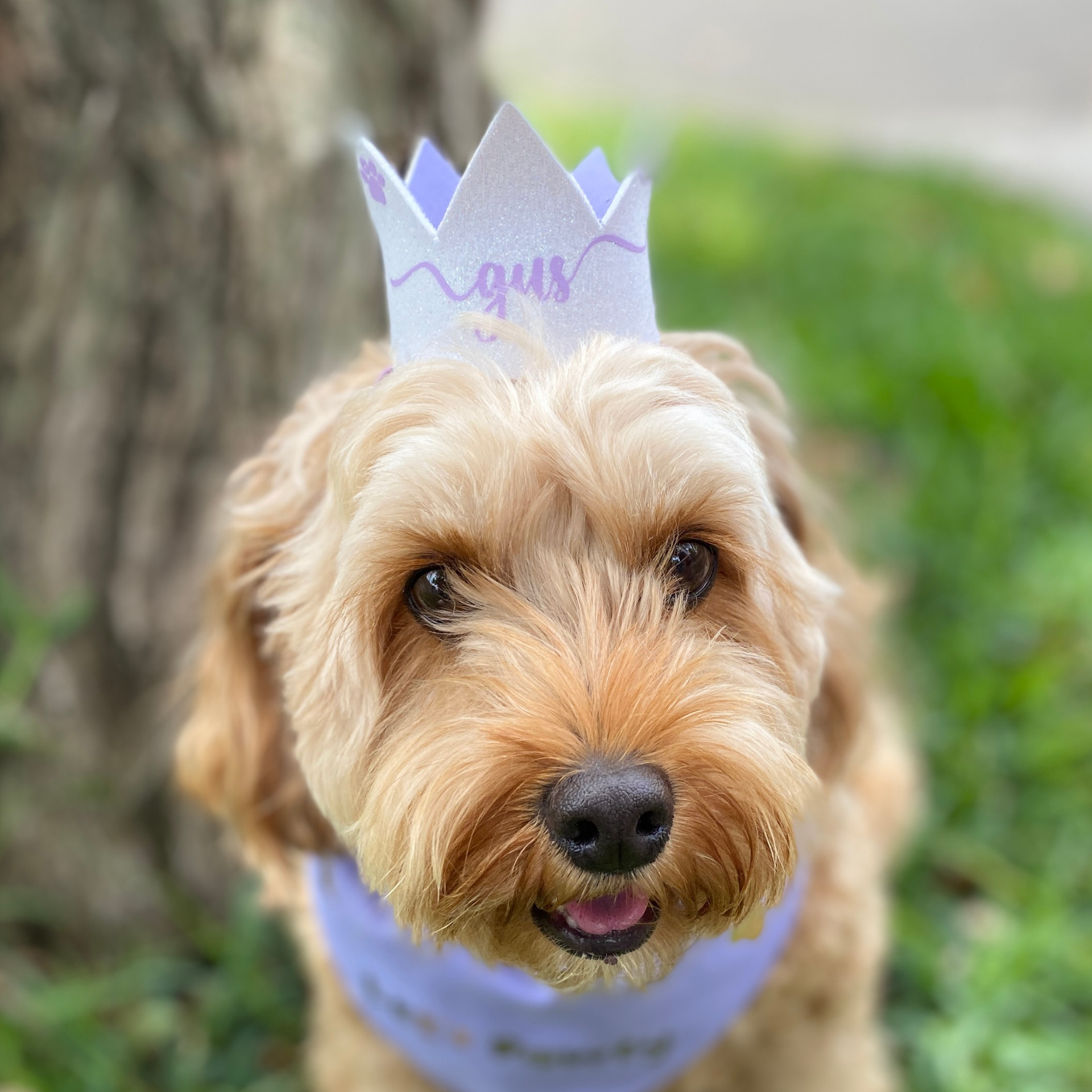 It's My barkday reversible dog bandana, glitter hat dog crown, handmade let's pawty