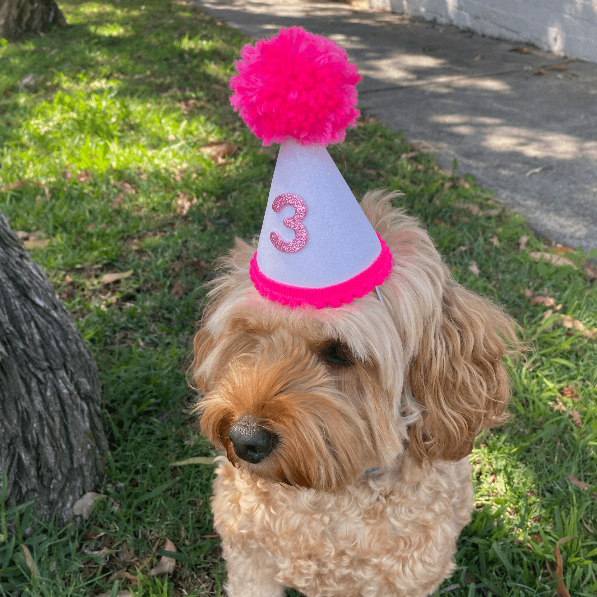 Dog party hat, let's pawty