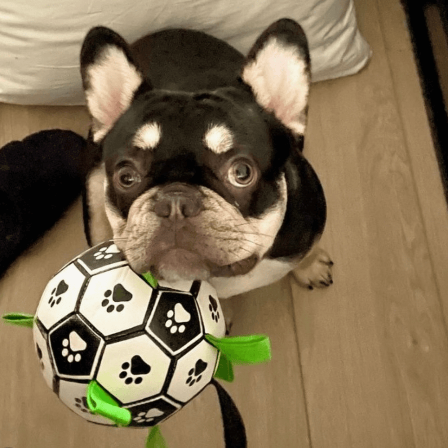 Let's Pawty Interactive dog soccer ball