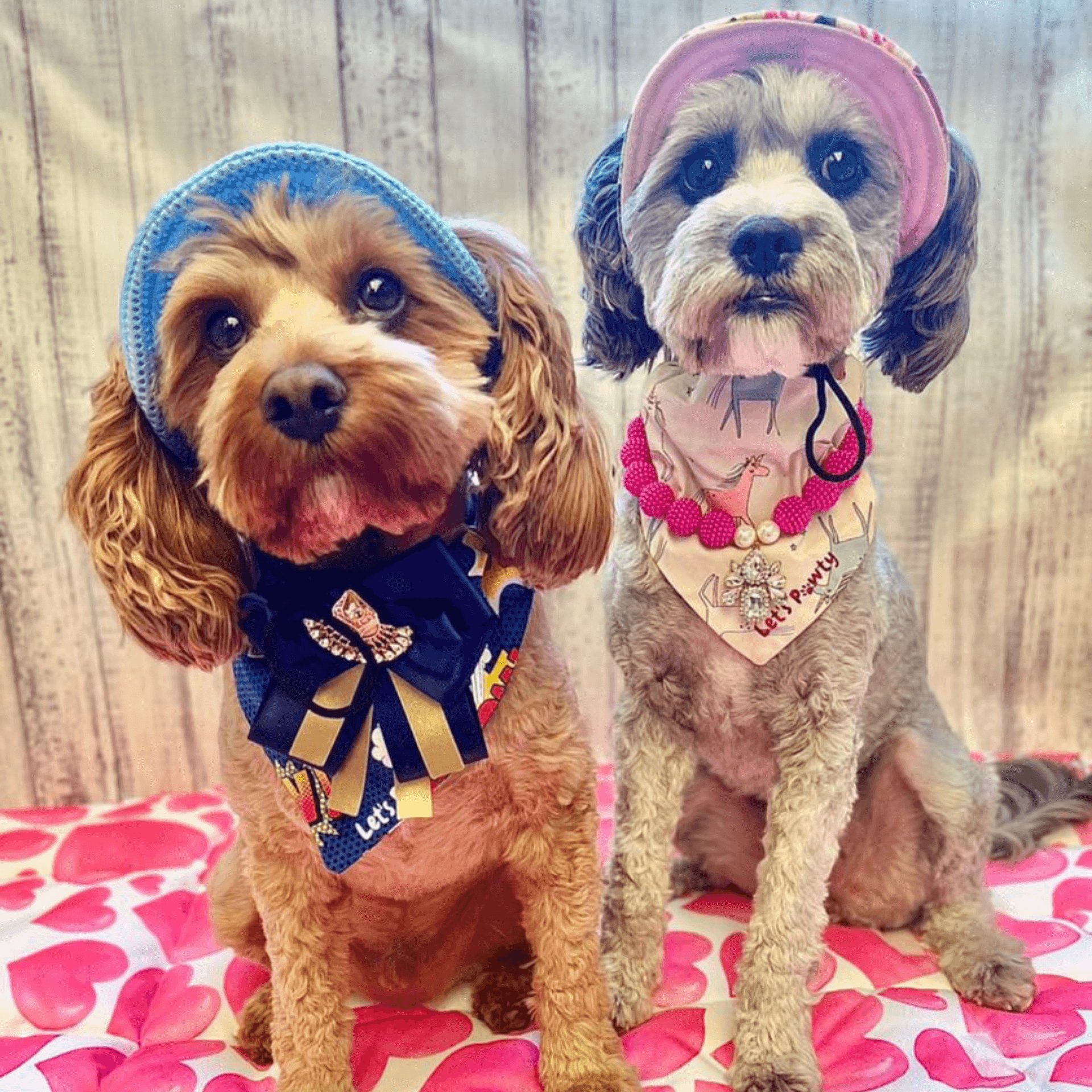 Protective sun hat for dogs to help shade the eyes let's pawty