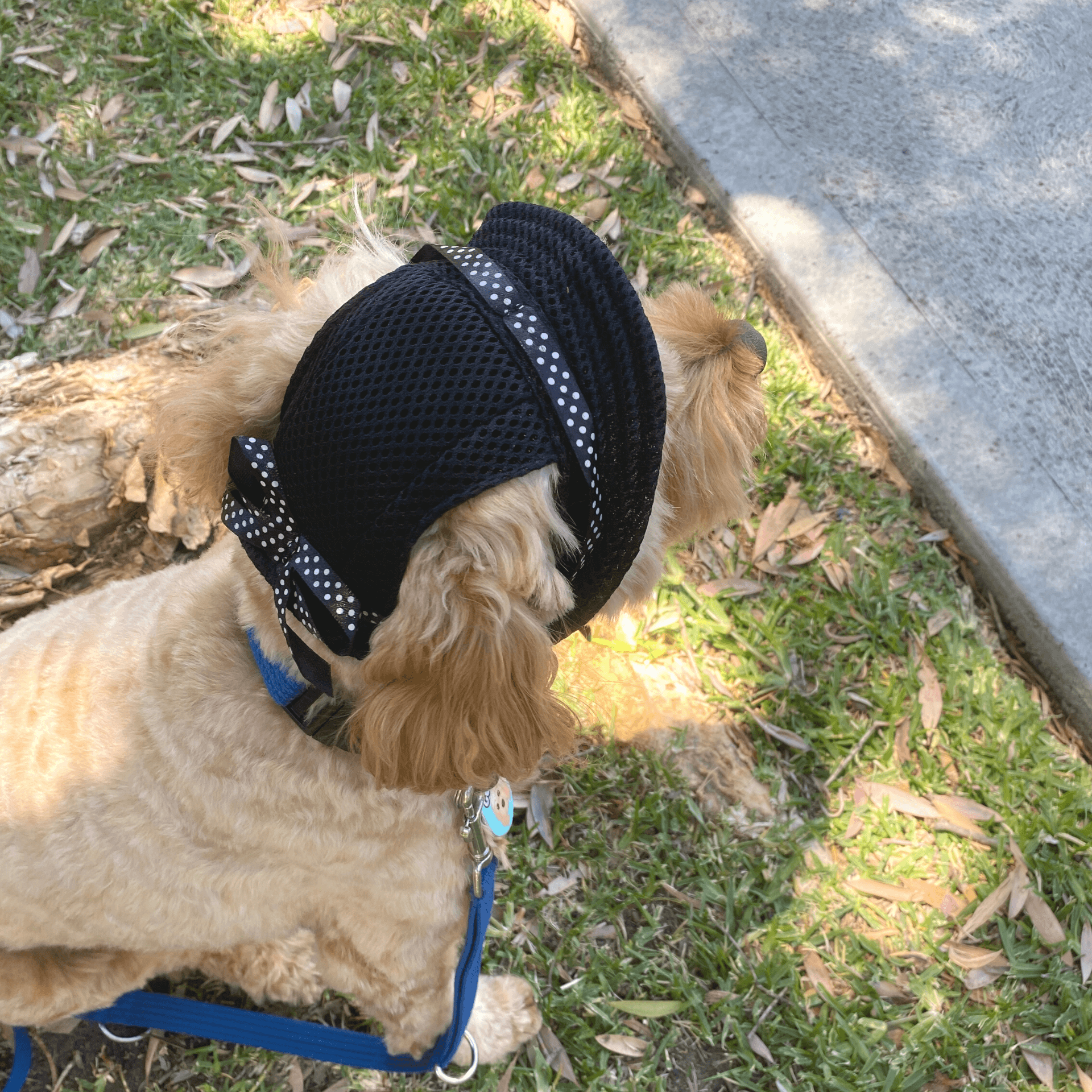 Protective sun hat for dogs to help shade the eyes let's pawty