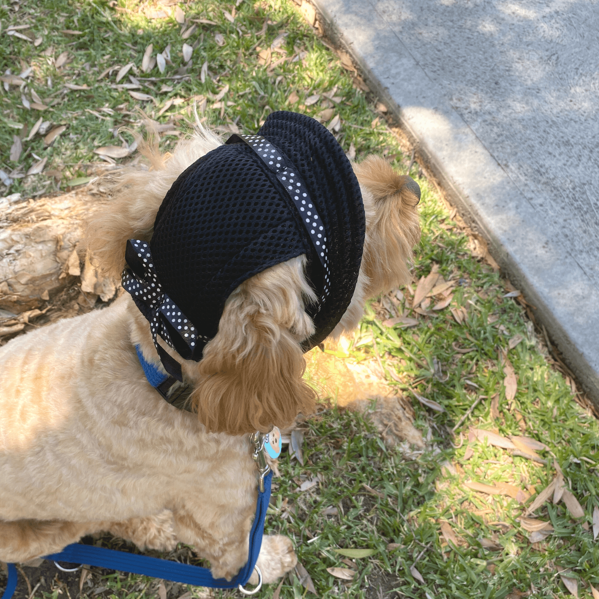 Full Brim Dog Sun Hat Floral, DoggyTopia