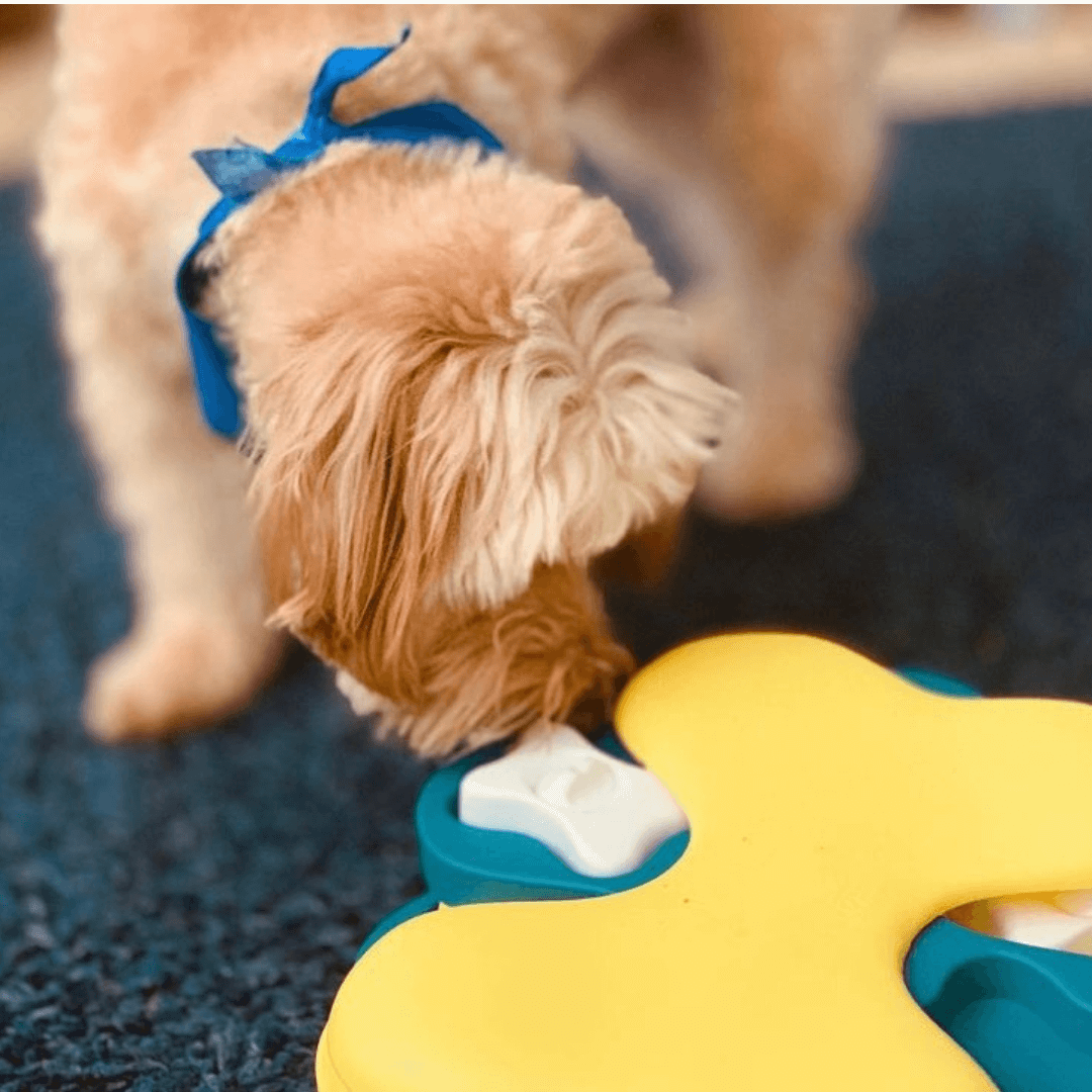 interactive dog toy for your fur babies Let's Pawty Sydney  Edit alt text