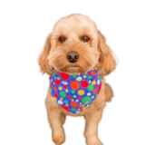 dog bandana clothing for your fur baby Let's Pawty Sydney